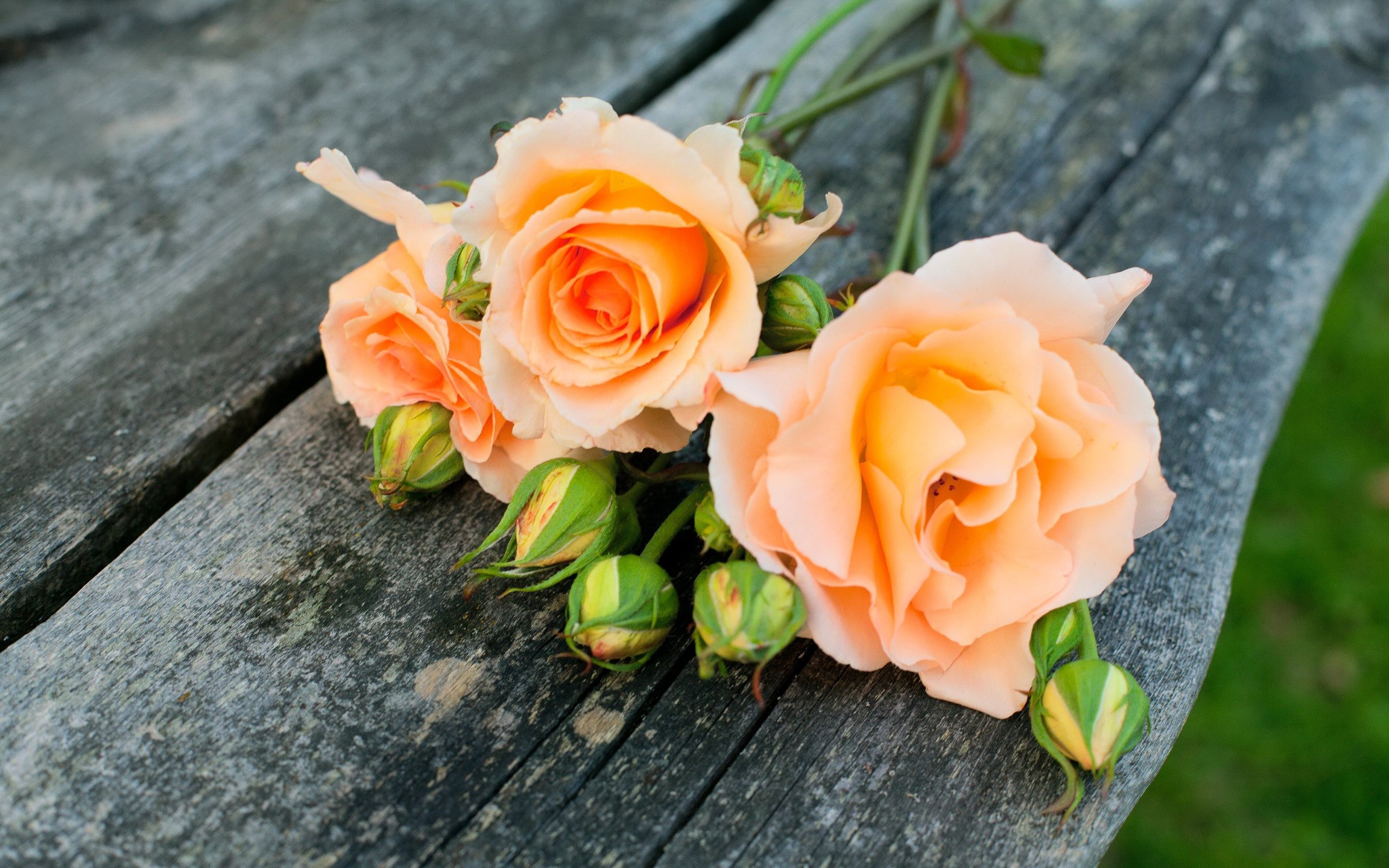 Orange roses and buds on a wooden surface HD Wallpaper