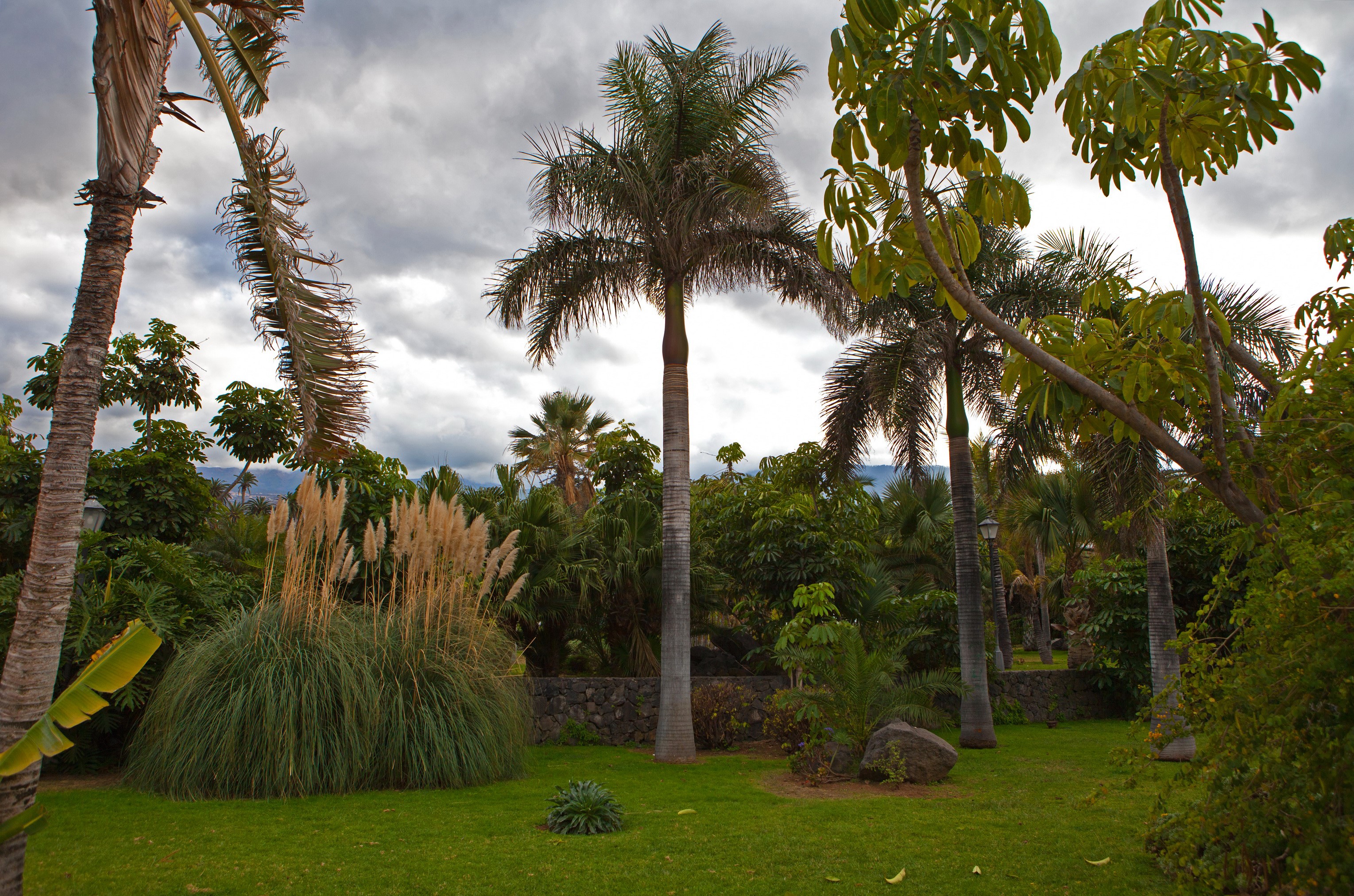 Palm trees and pampas grass in a park HD Wallpaper
