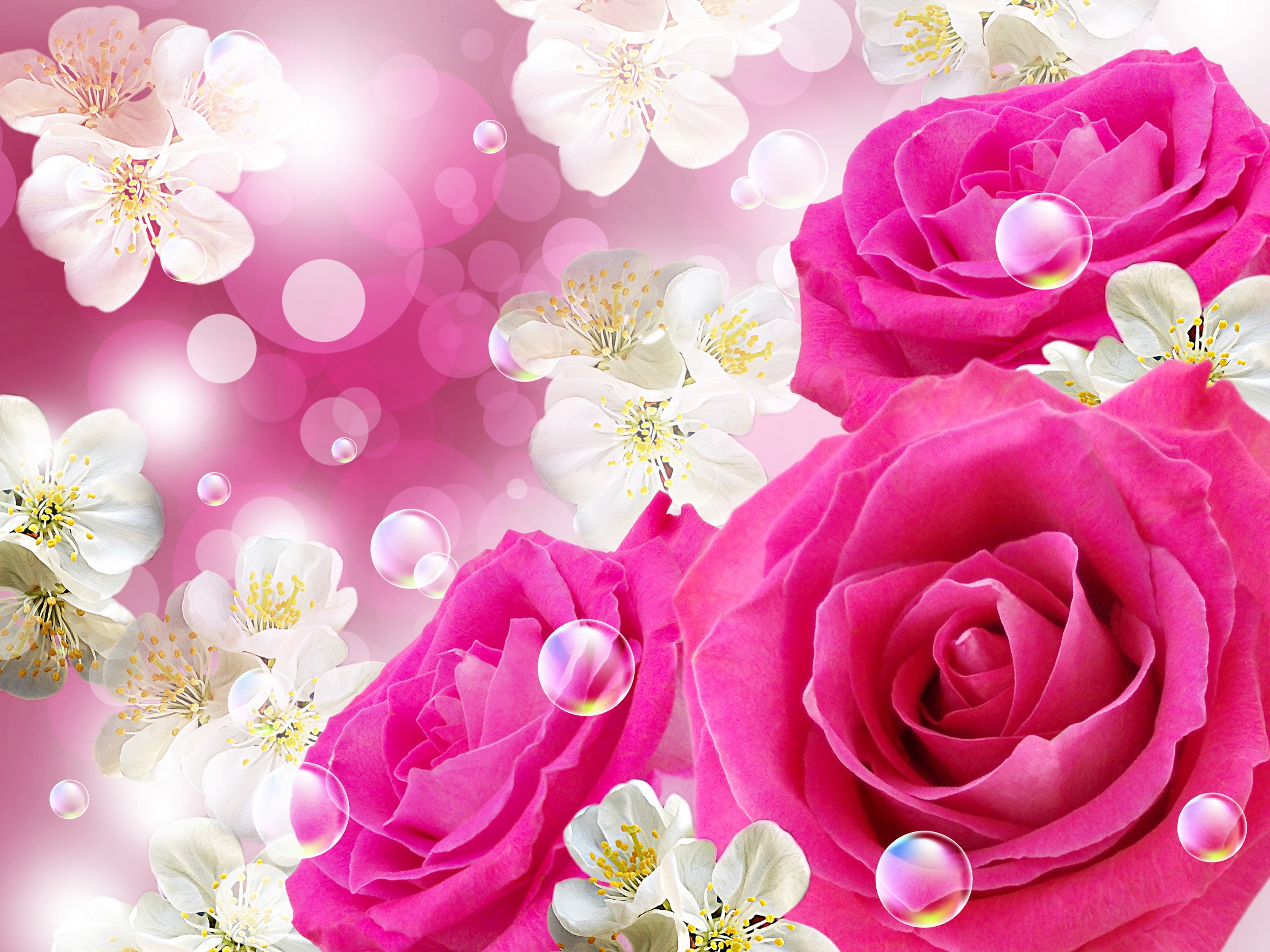 Pink Roses and White Flowers with Bubbles HD Wallpaper
