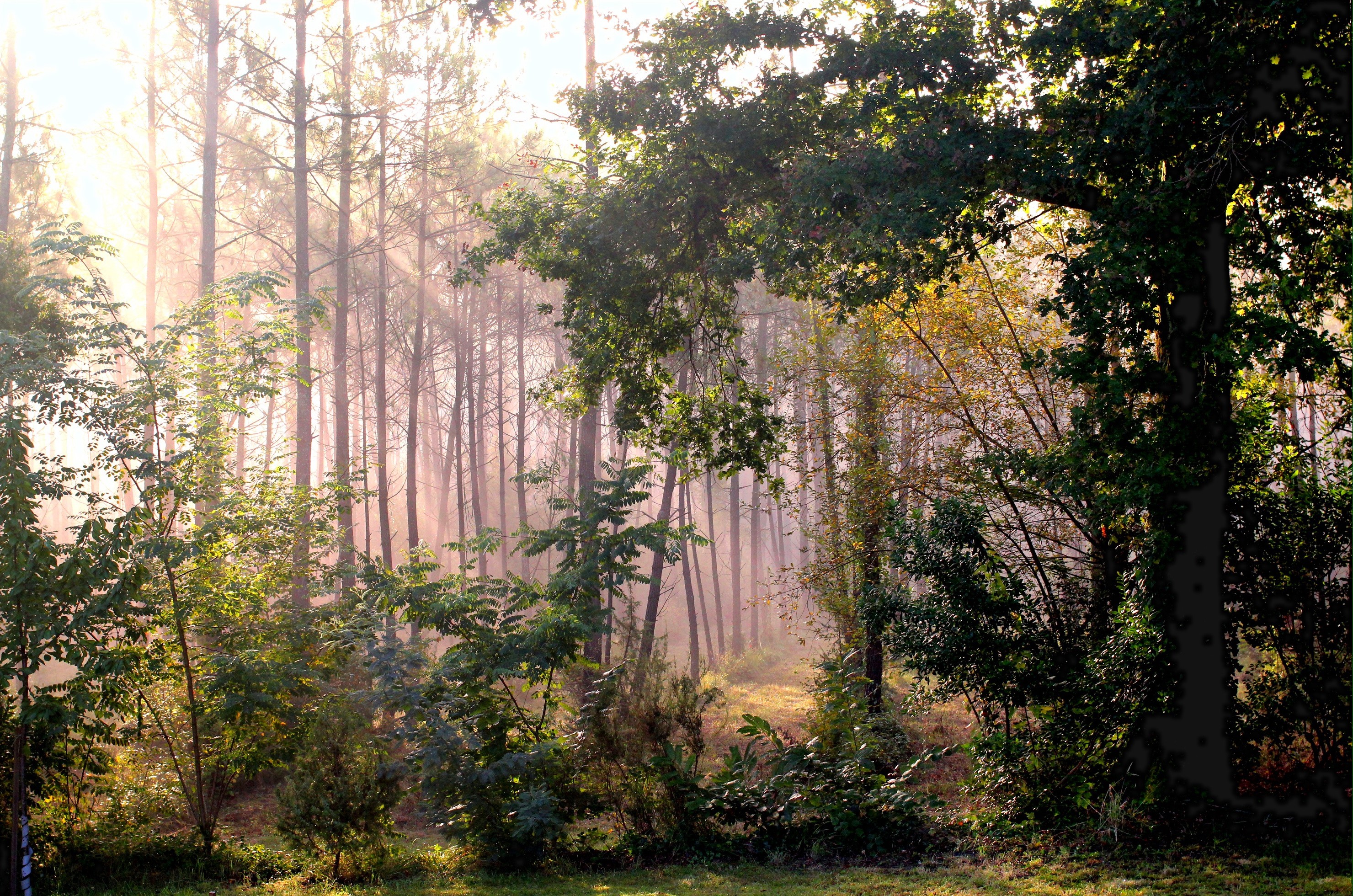 Forest with sun rays in Morillon, France HD Wallpaper