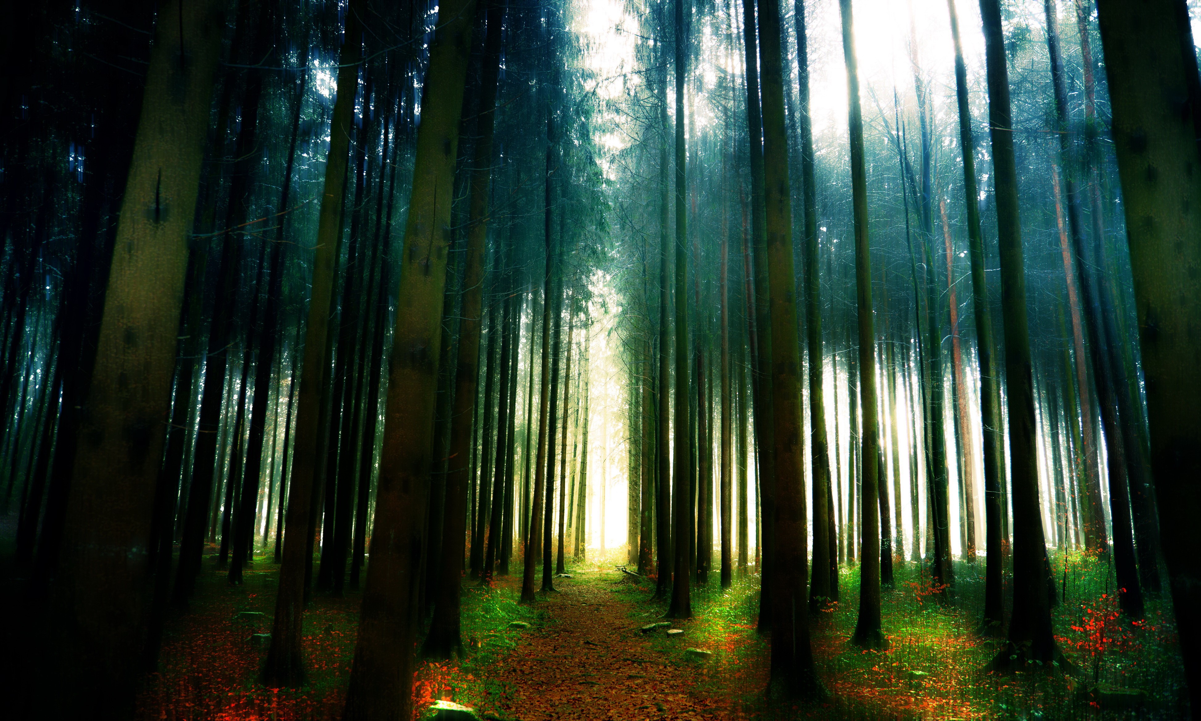 4K Switzerland Forests with Sunlight HD Wallpaper