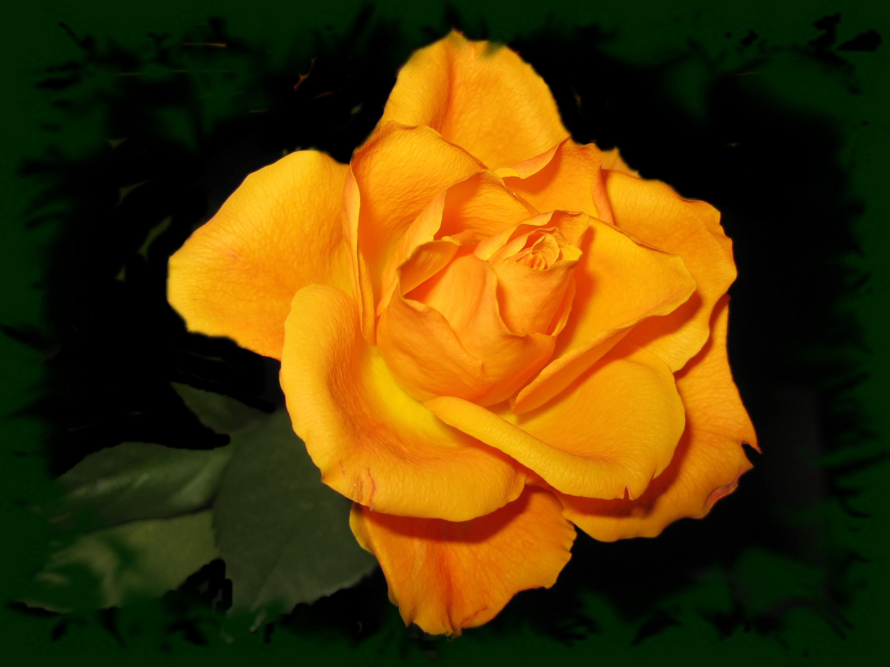 Close-up of a vibrant orange rose HD Wallpaper