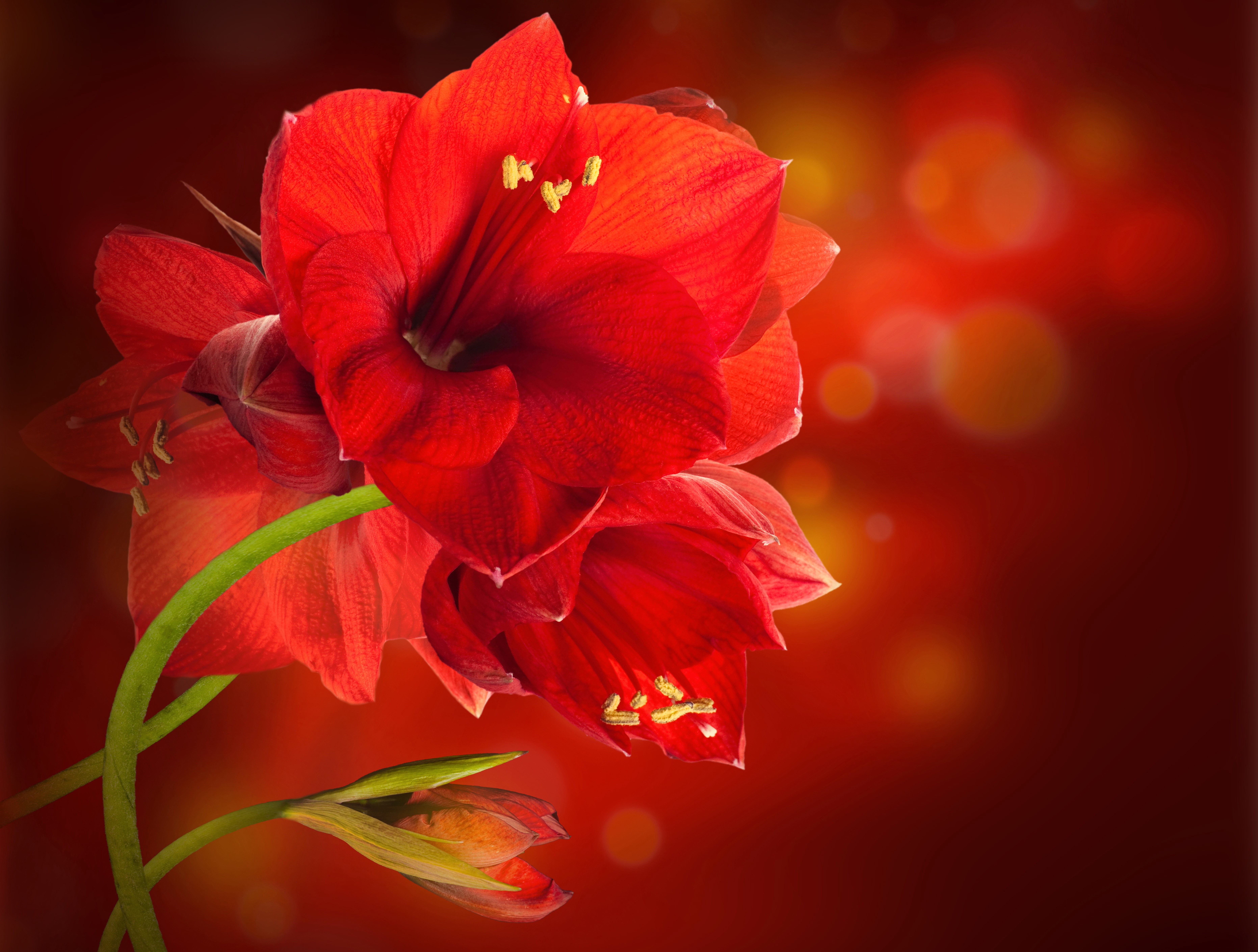 Red Amaryllis Flowers Closeup HD Wallpaper