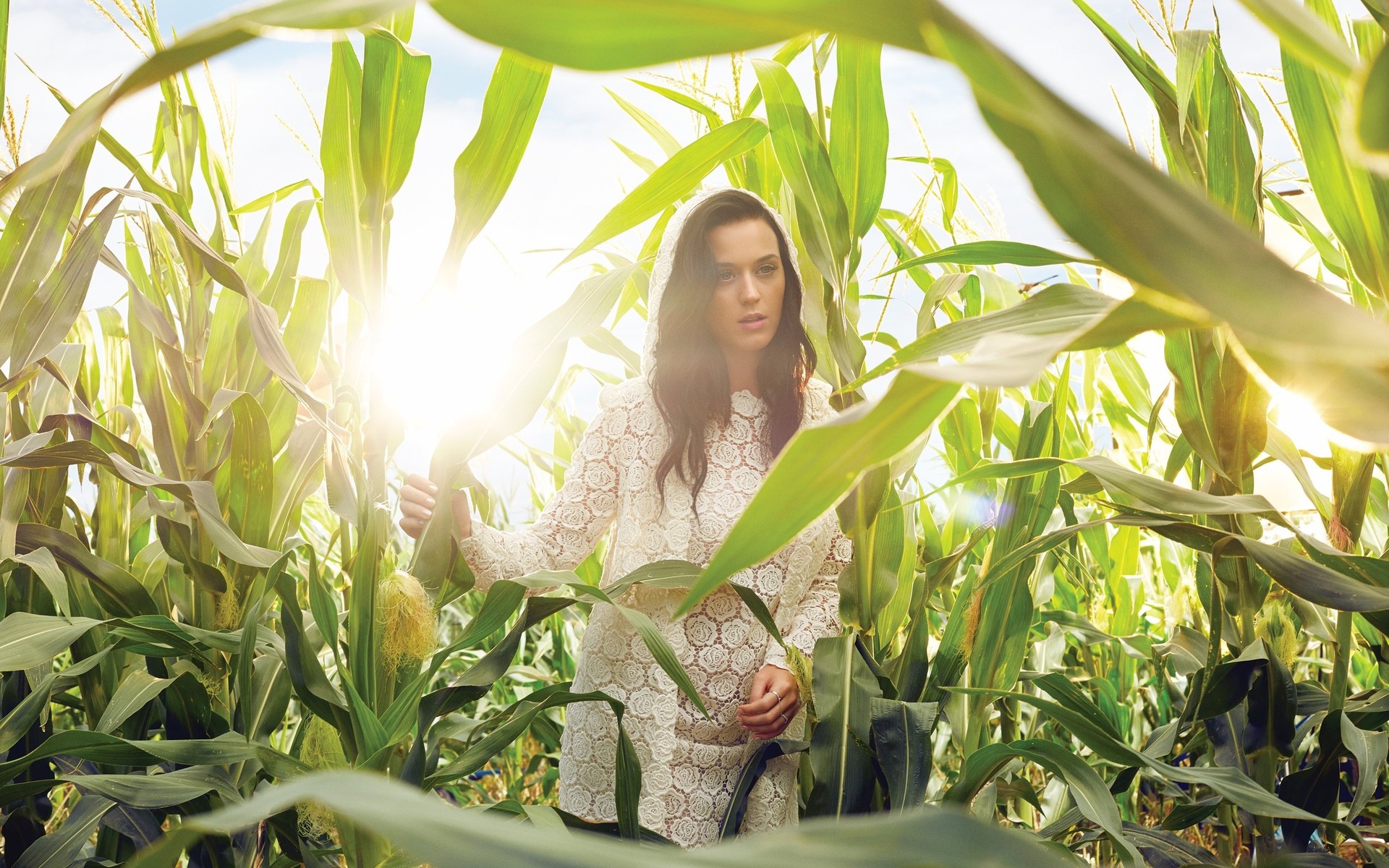 Katy Perry in a cornfield HD Wallpaper