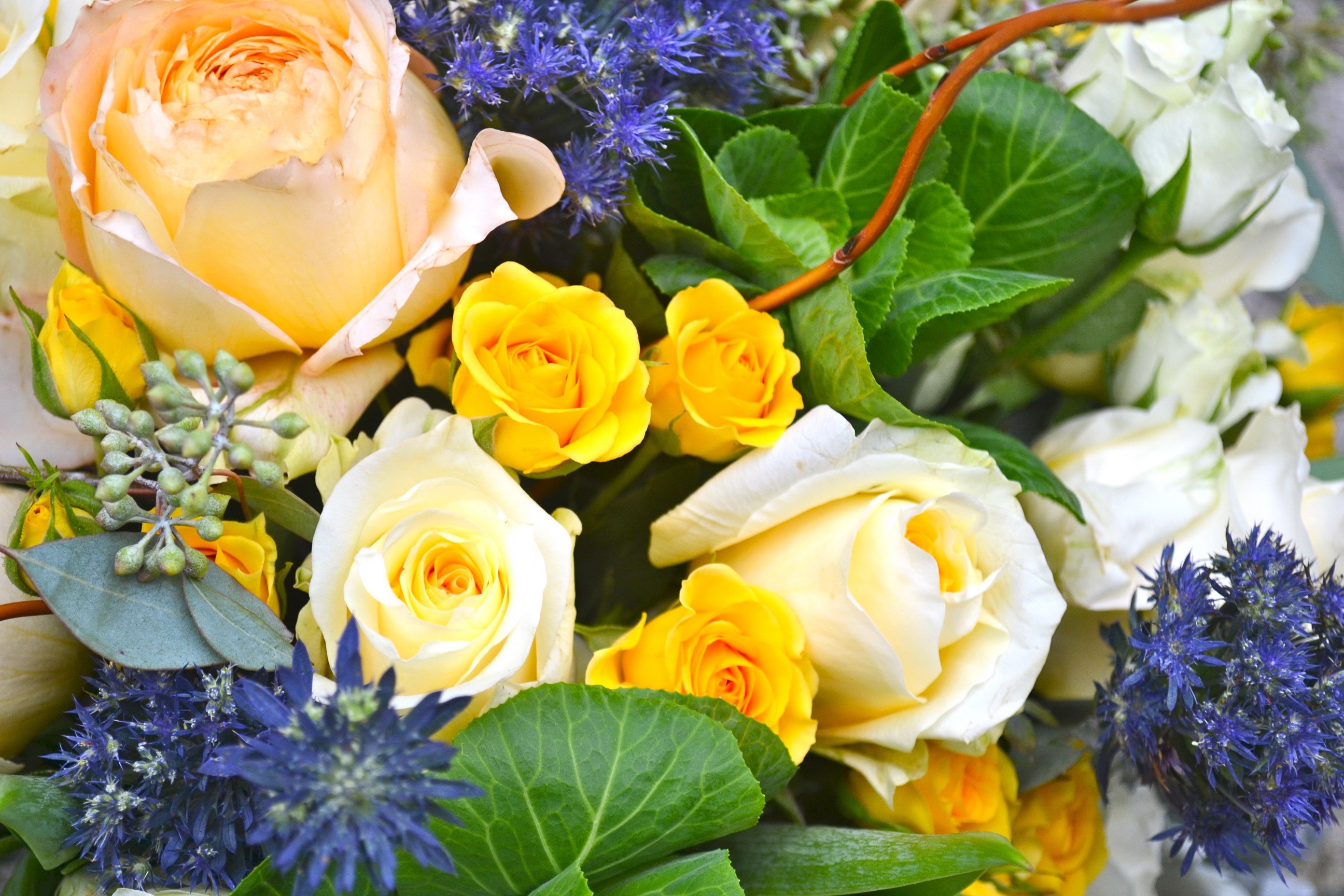 Yellow and white roses with blue thistle bouquet HD Wallpaper