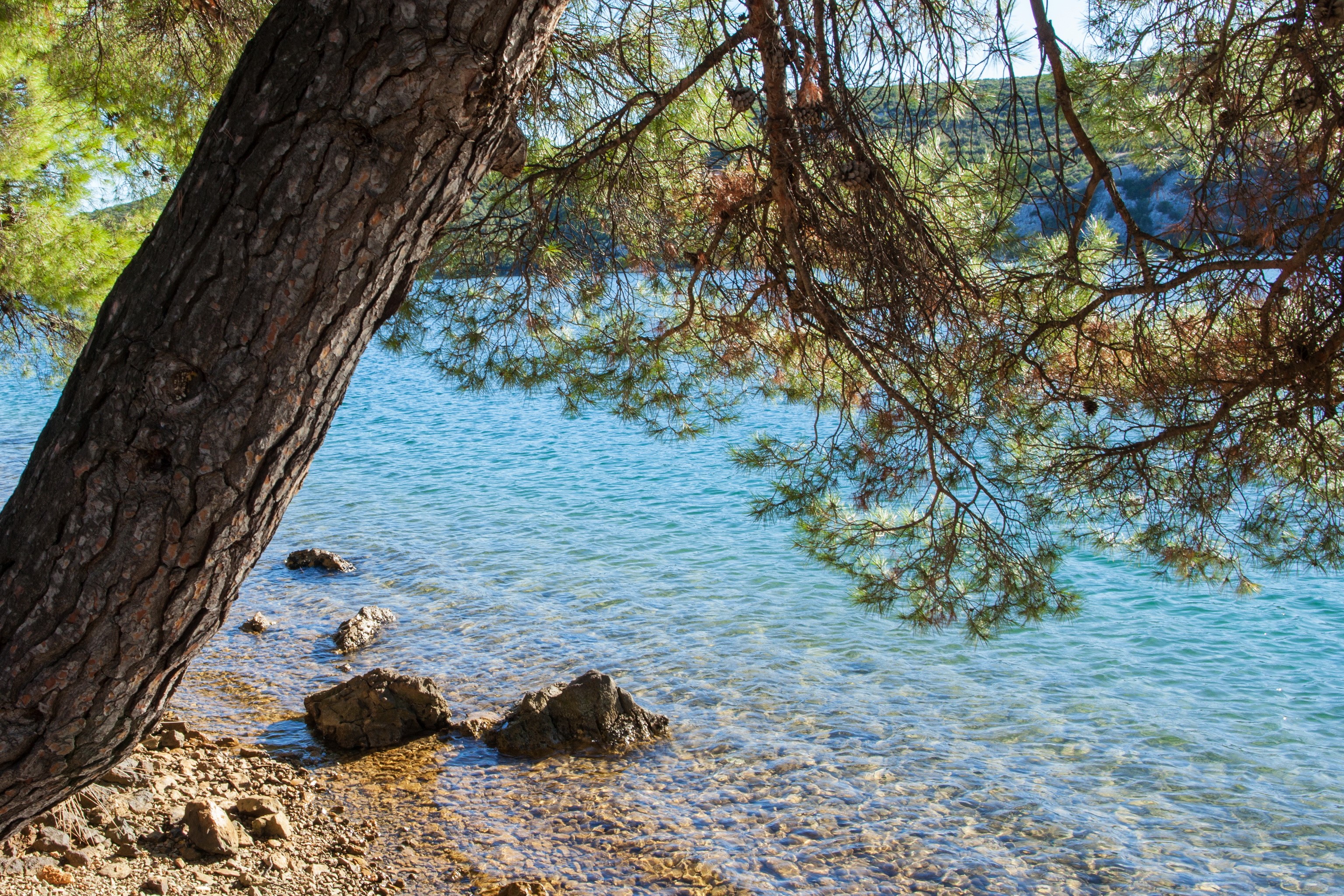 Pine tree trunk by the clear blue water in Sibenik, Croatia HD Wallpaper