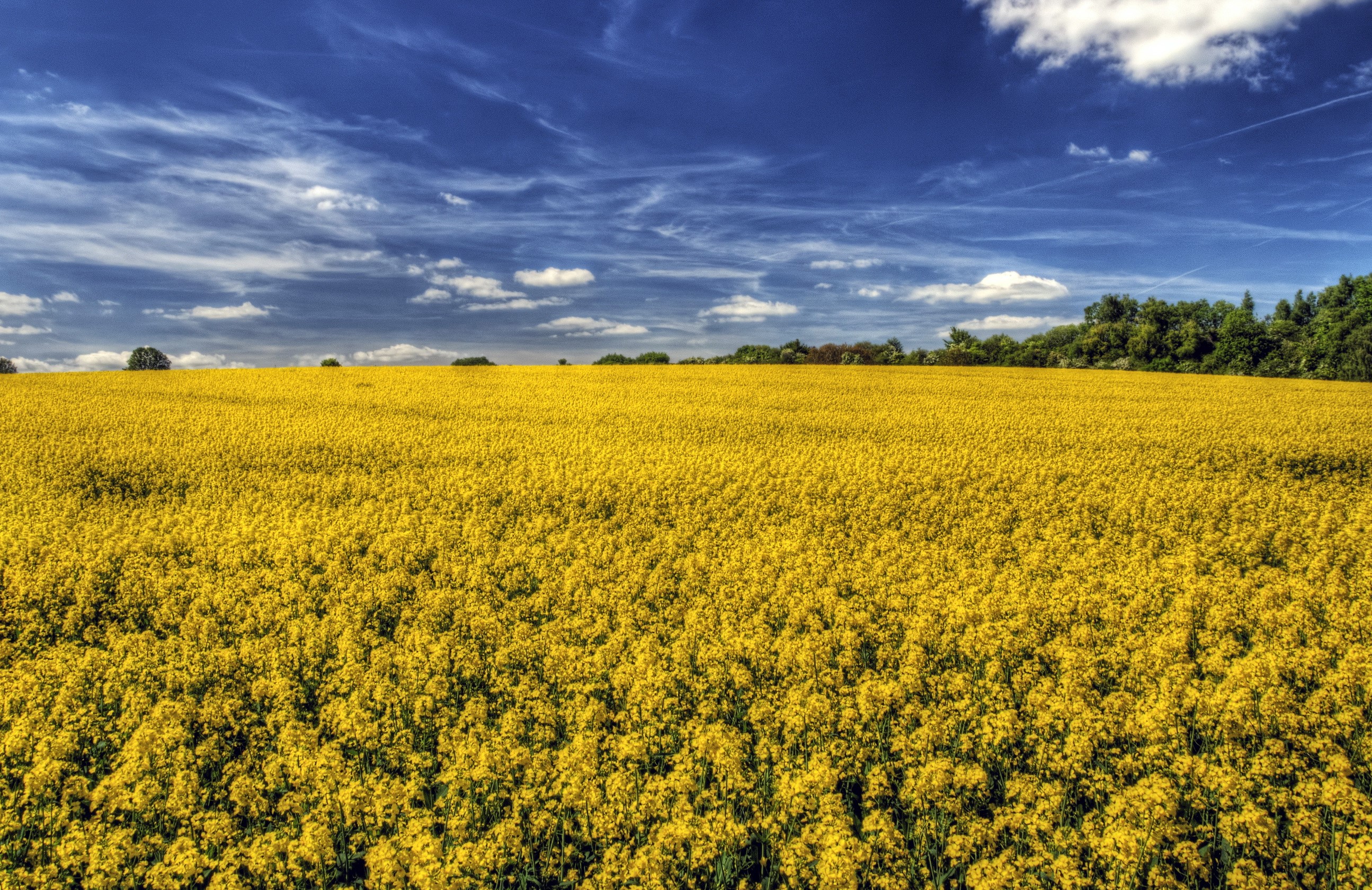 Field of yellow rapeseed flowers under a blue sky HD Wallpaper