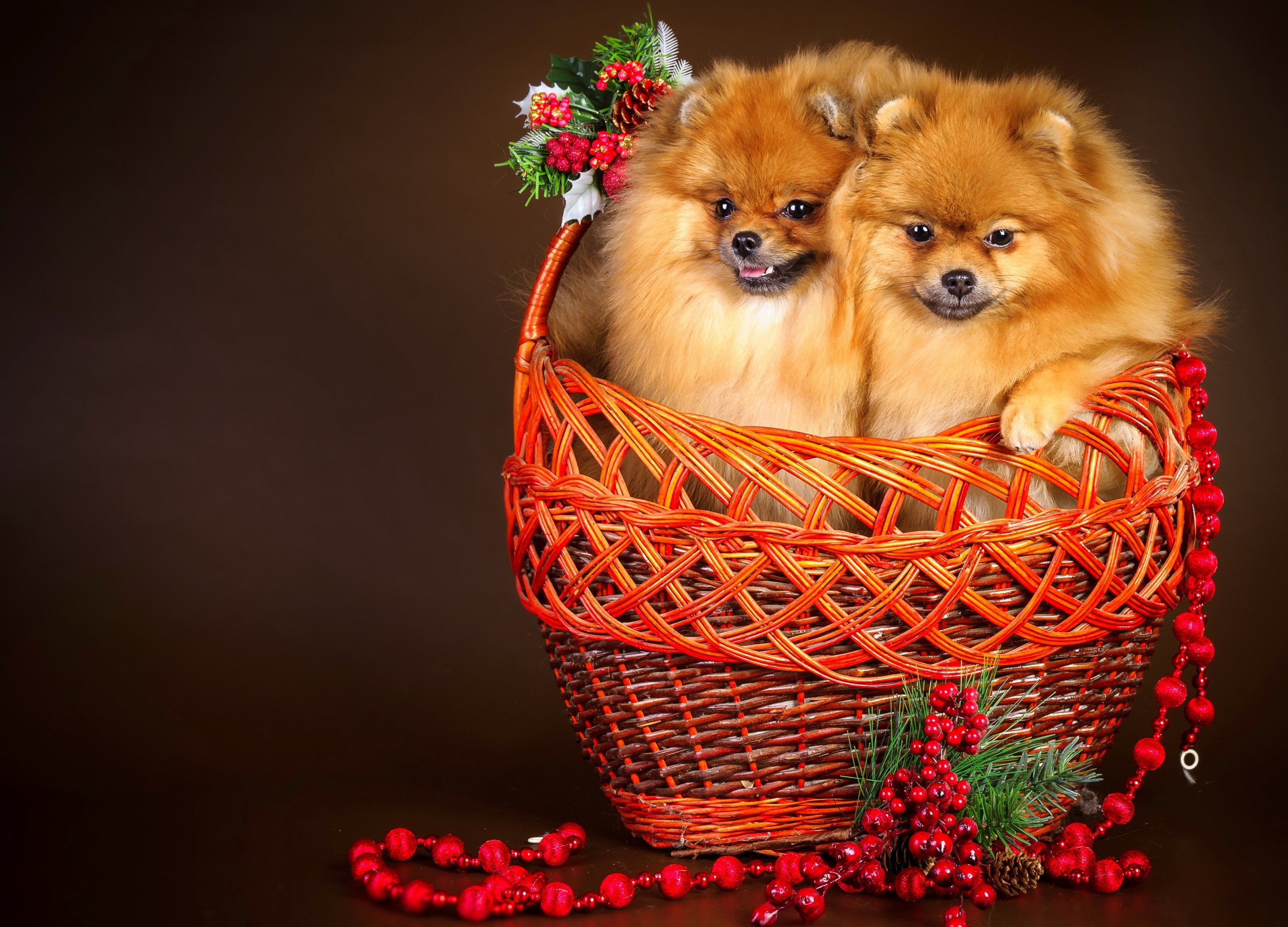 Two Pomeranian dogs in a wicker basket with Christmas decorations HD Wallpaper