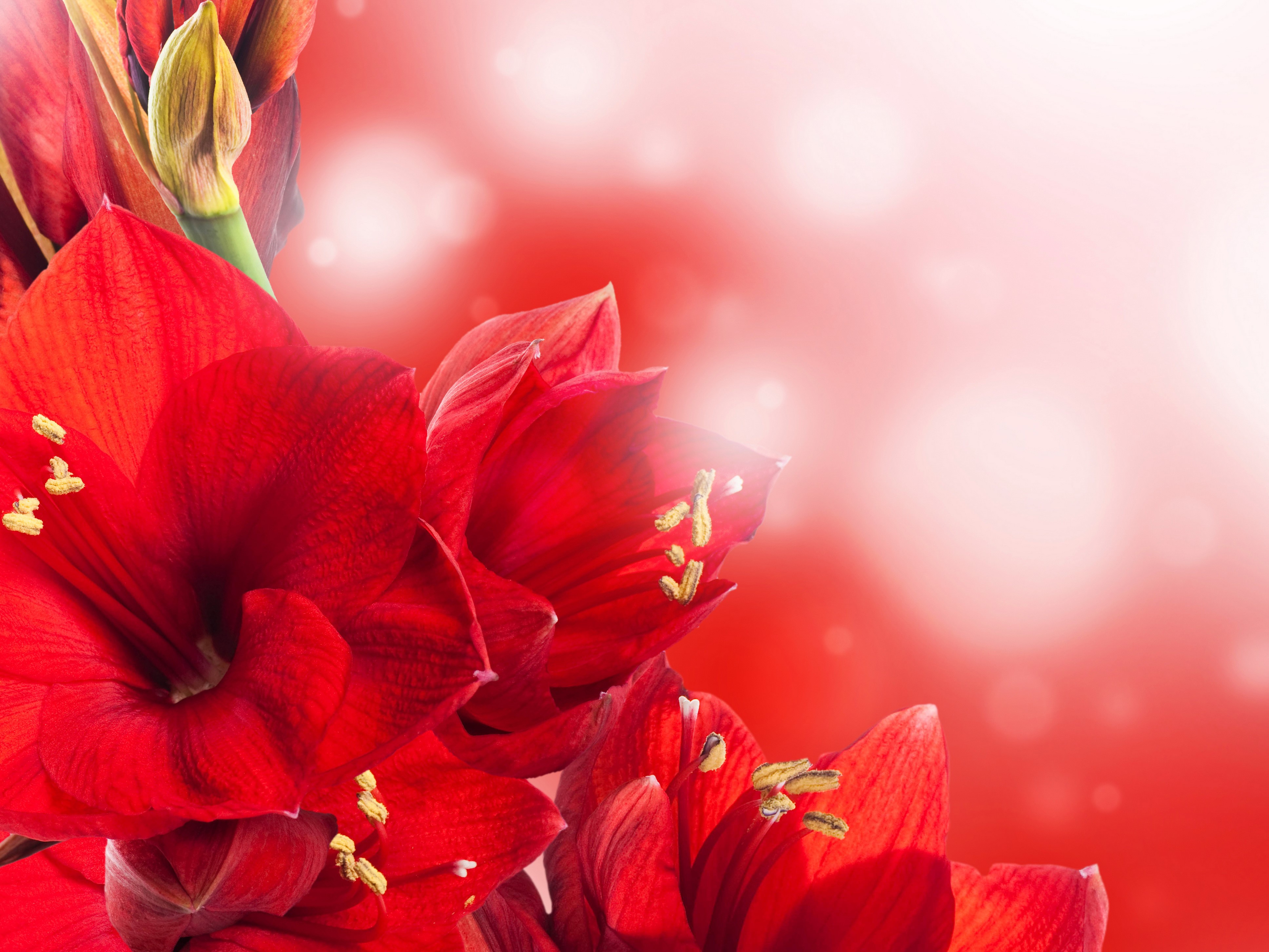 Red Amaryllis Flowers Closeup HD Wallpaper