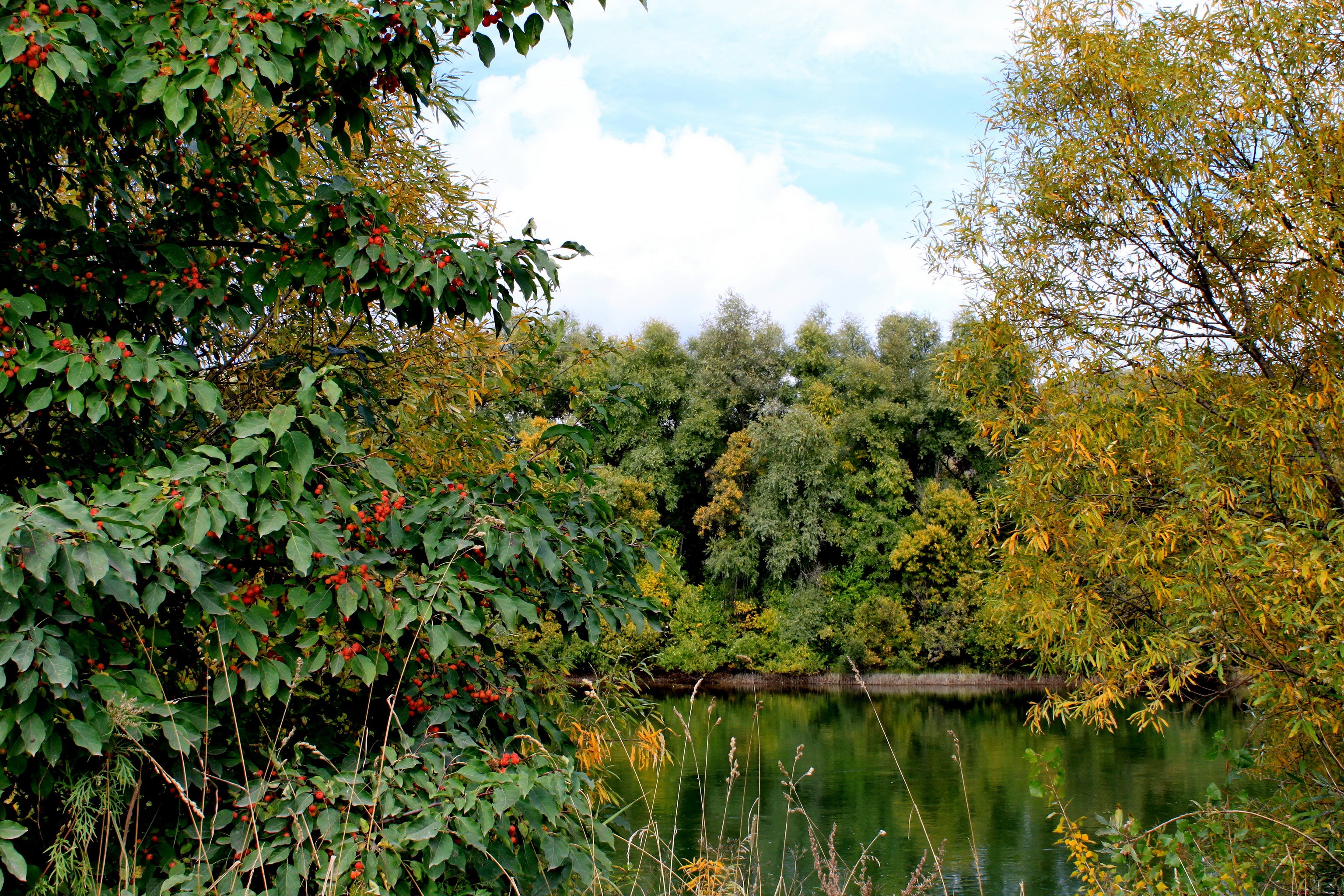 Trees with red berries and yellow leaves by a lake in Russia HD Wallpaper