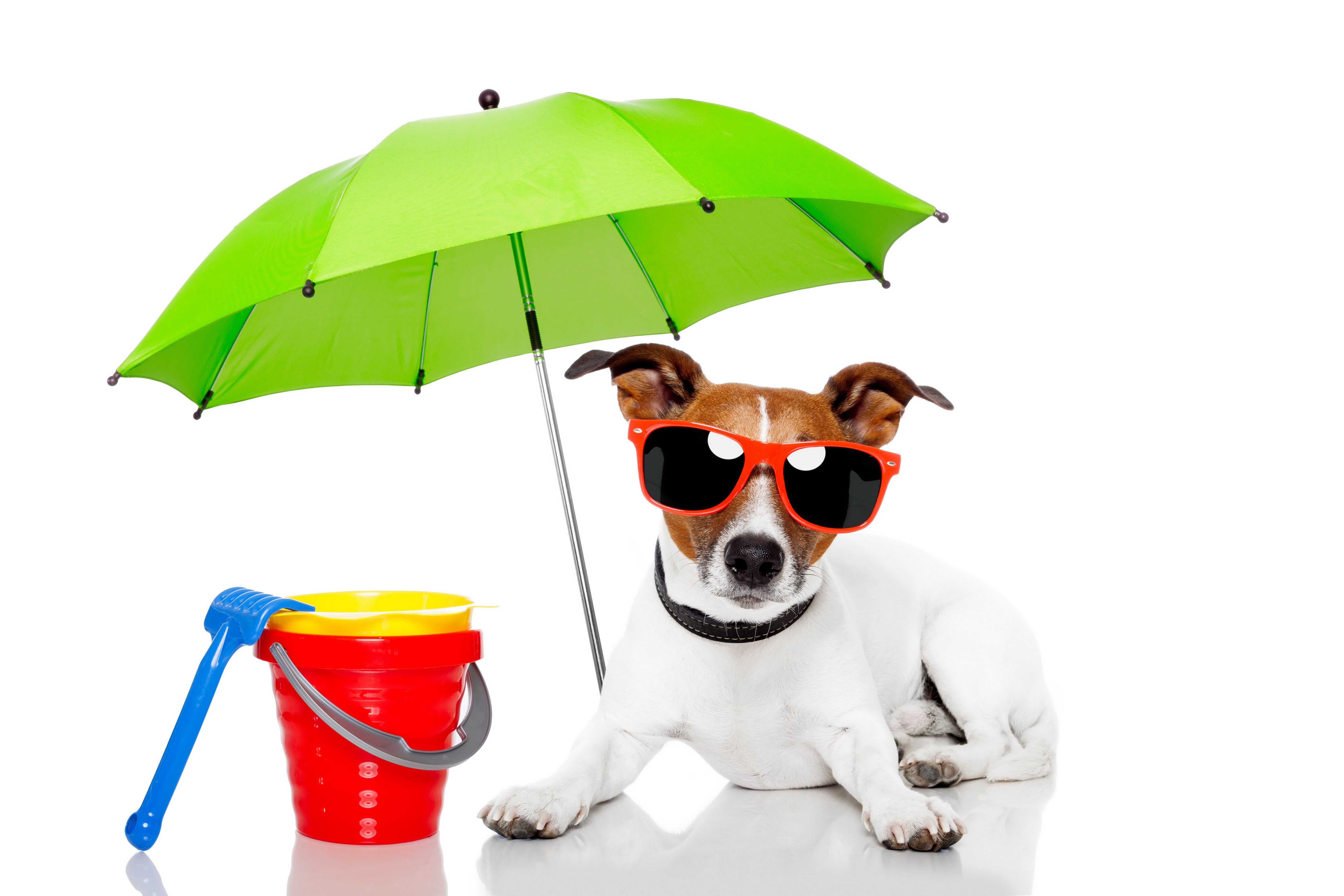 Jack Russell Terrier with Sunglasses under Umbrella HD Wallpaper