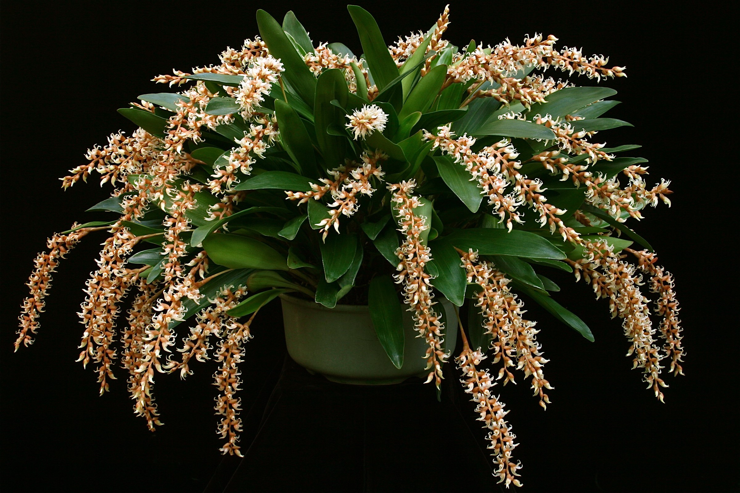 Dendrochilum cootesii orchid plant HD Wallpaper