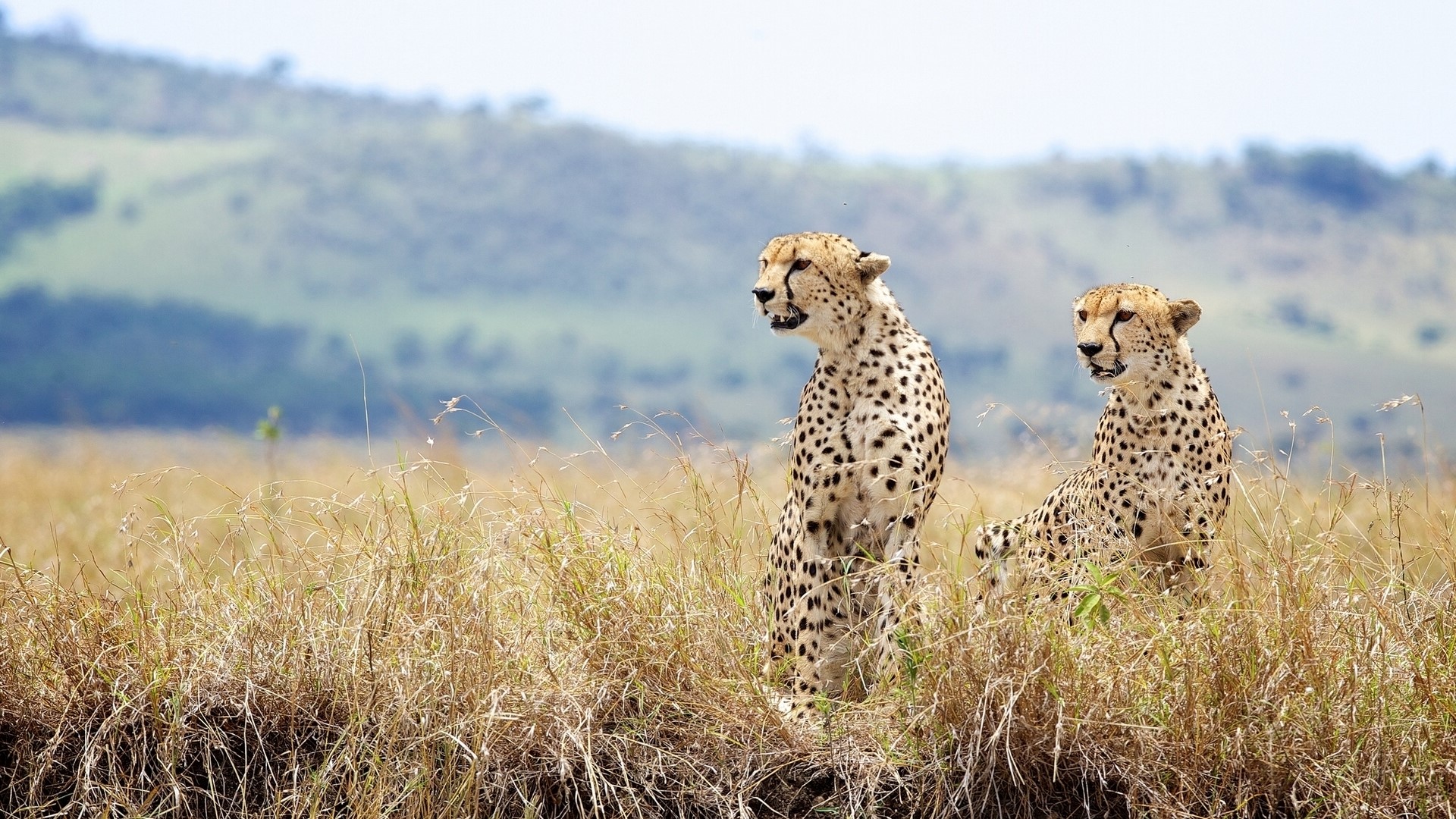 Two cheetahs in a grassy savanna landscape HD Wallpaper
