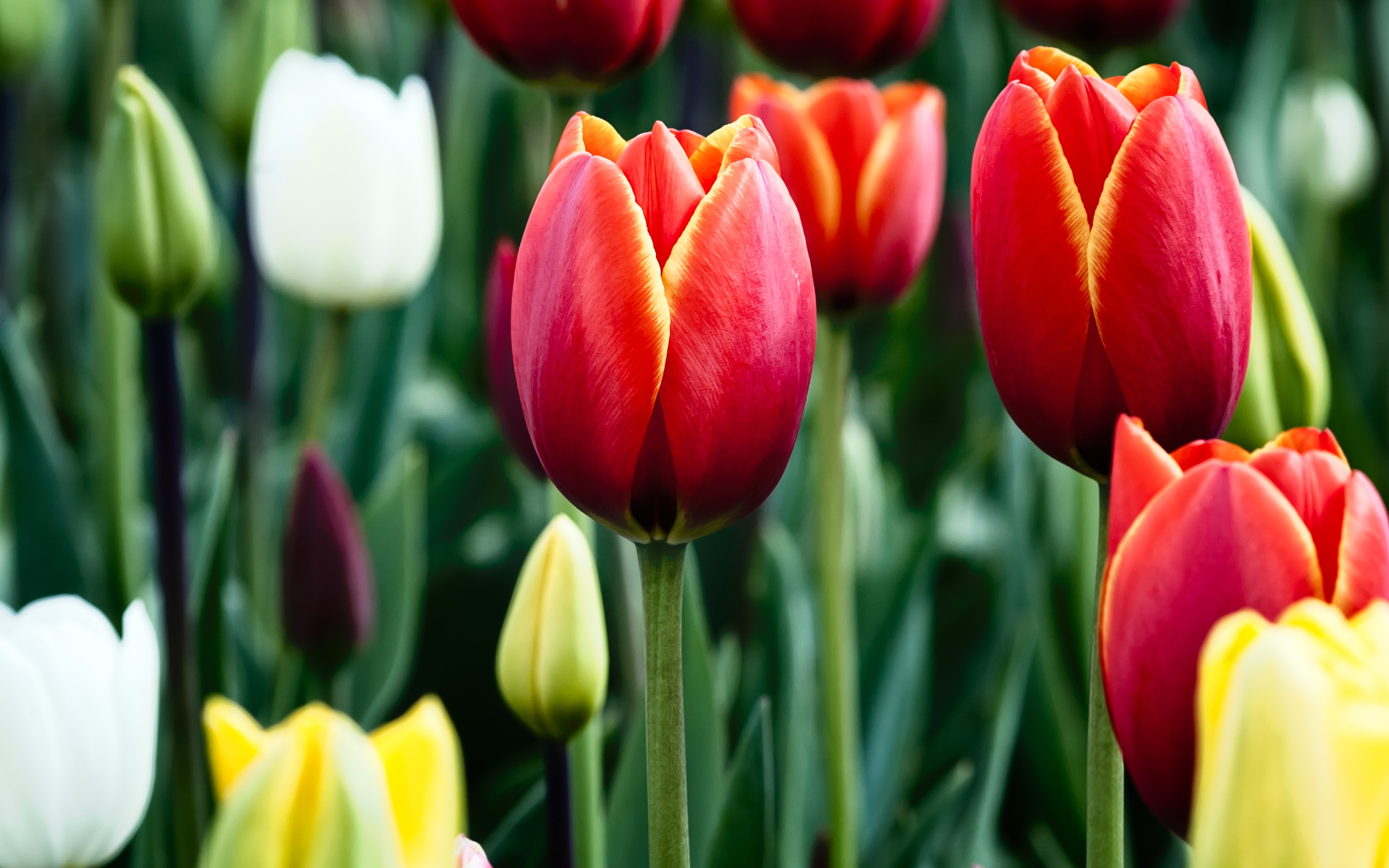 Red and yellow tulips in a field HD Wallpaper
