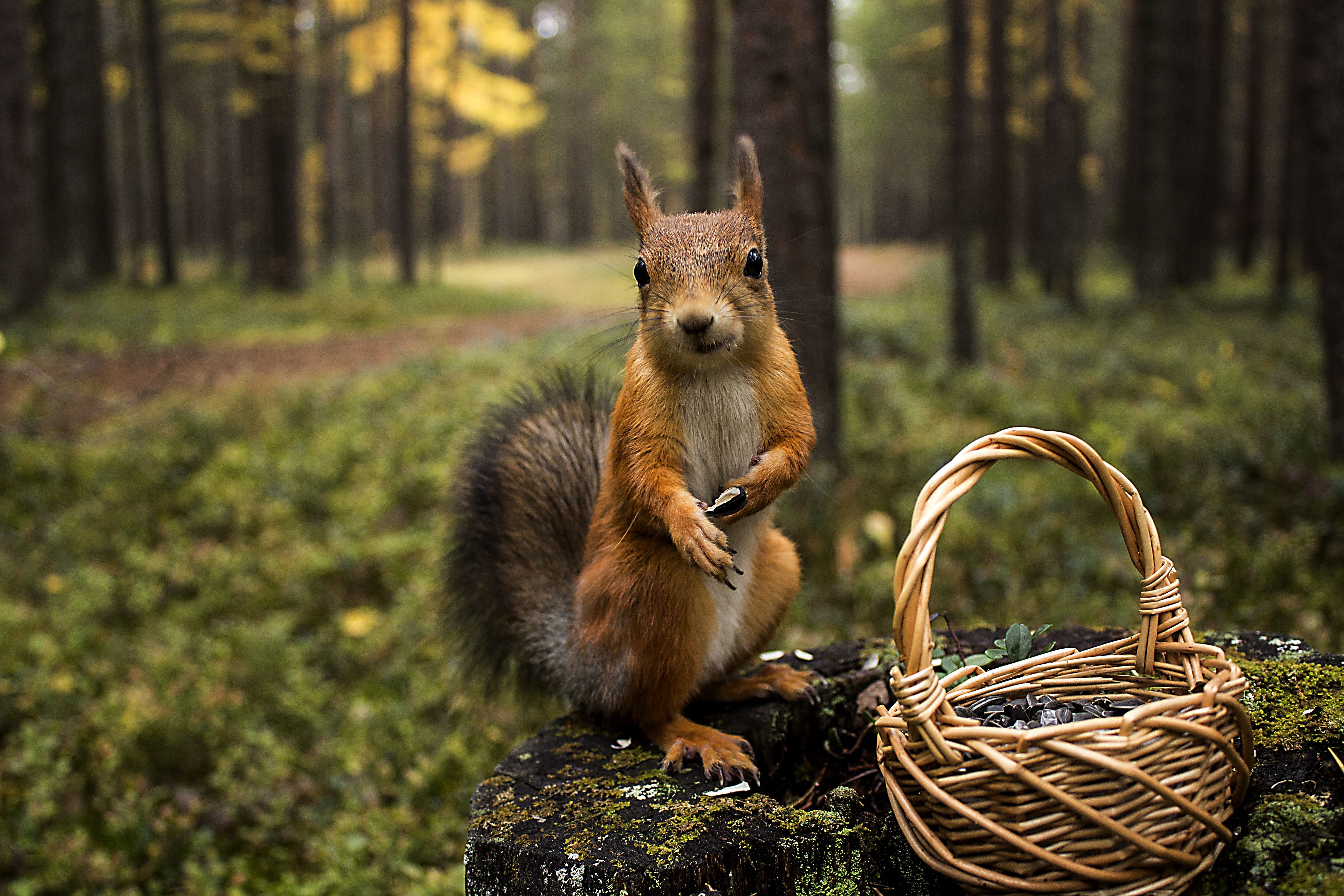 Squirrel with a wicker basket in a forest HD Wallpaper