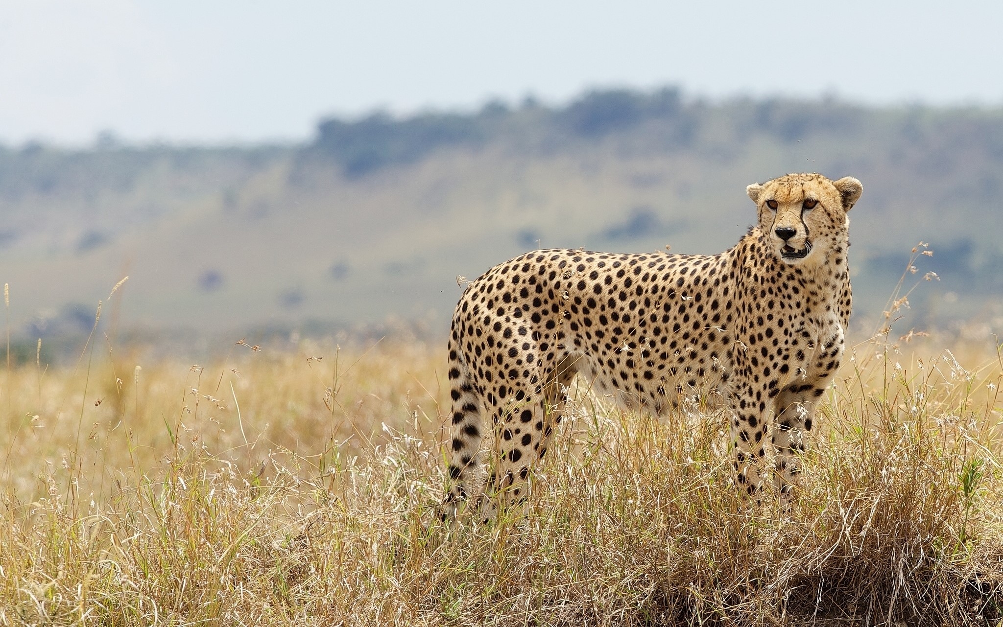Cheetah standing in tall grass on a savanna HD Wallpaper