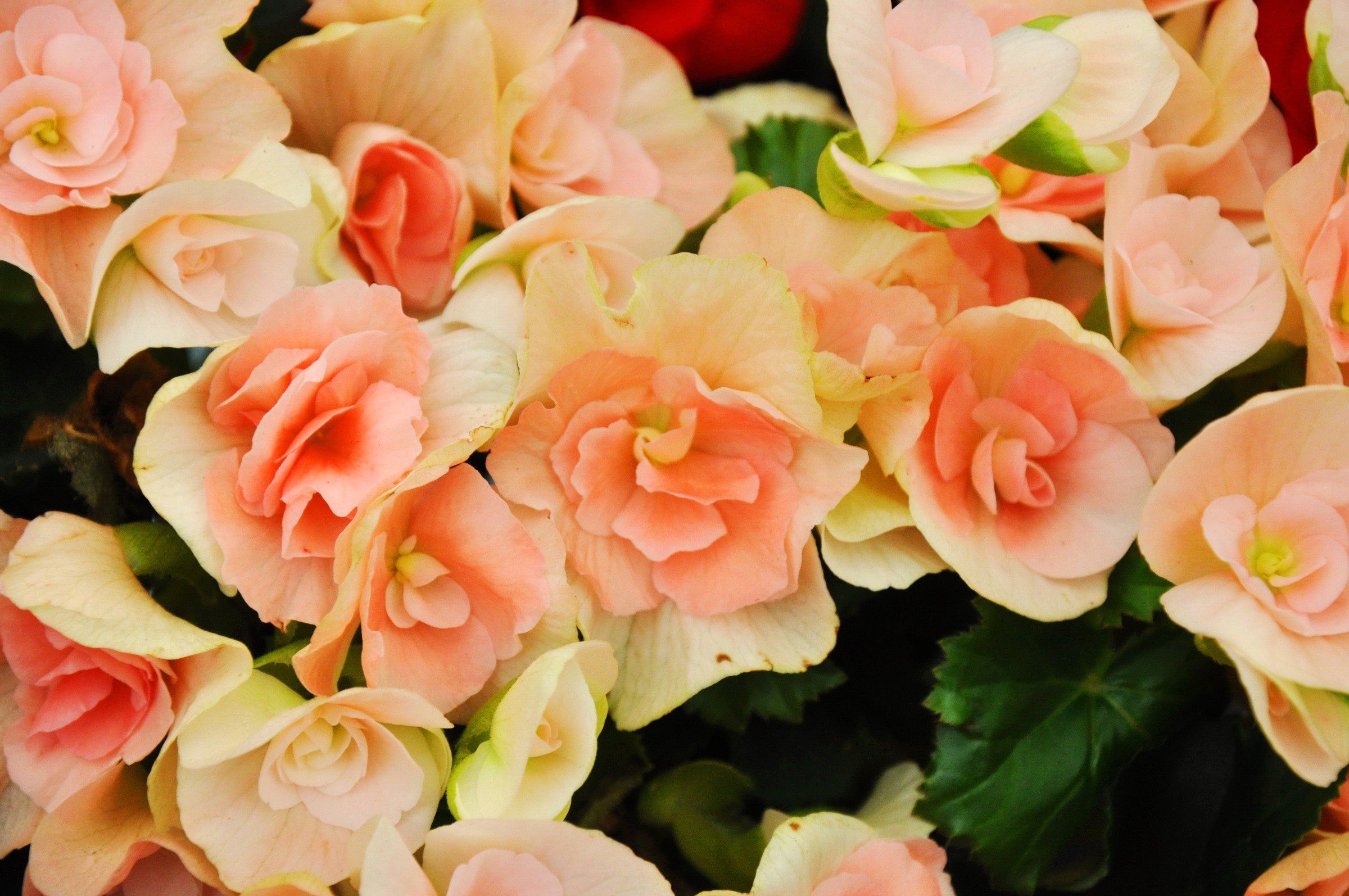 Many pink and peach begonias HD Wallpaper