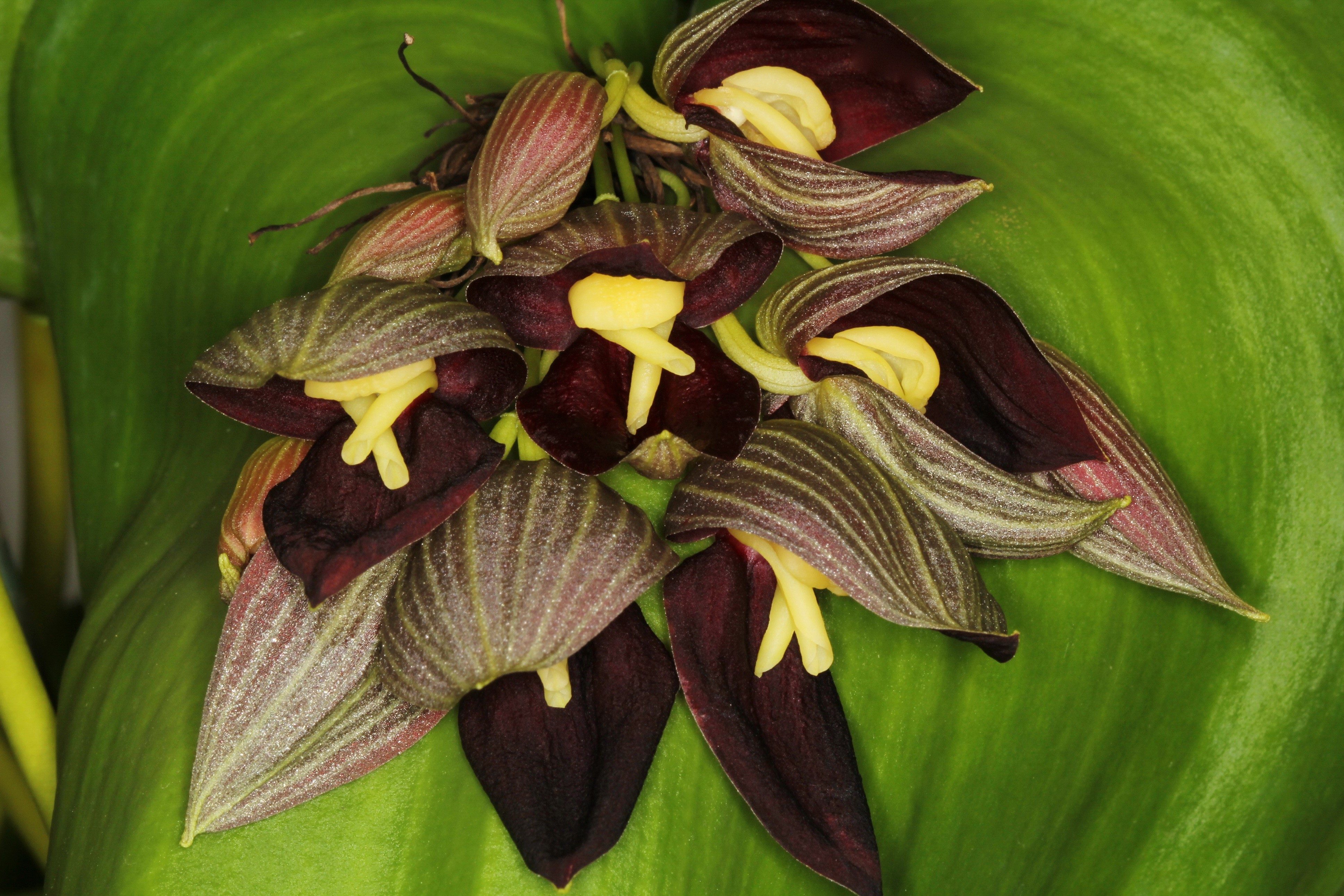 4K Pleurothallis teaguei Orchid Closeup HD Wallpaper