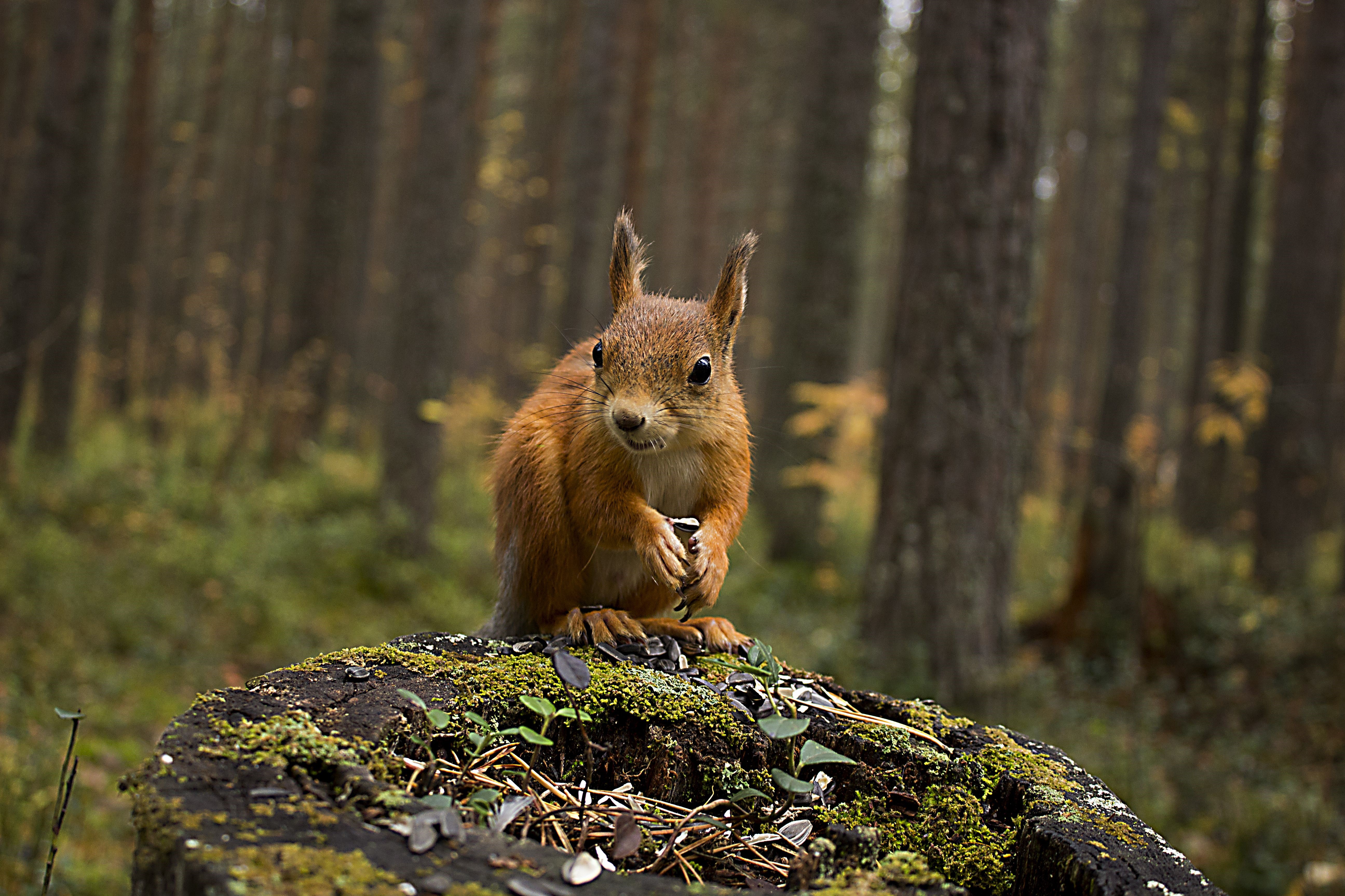 Squirrel on a mossy tree stump in a forest HD Wallpaper