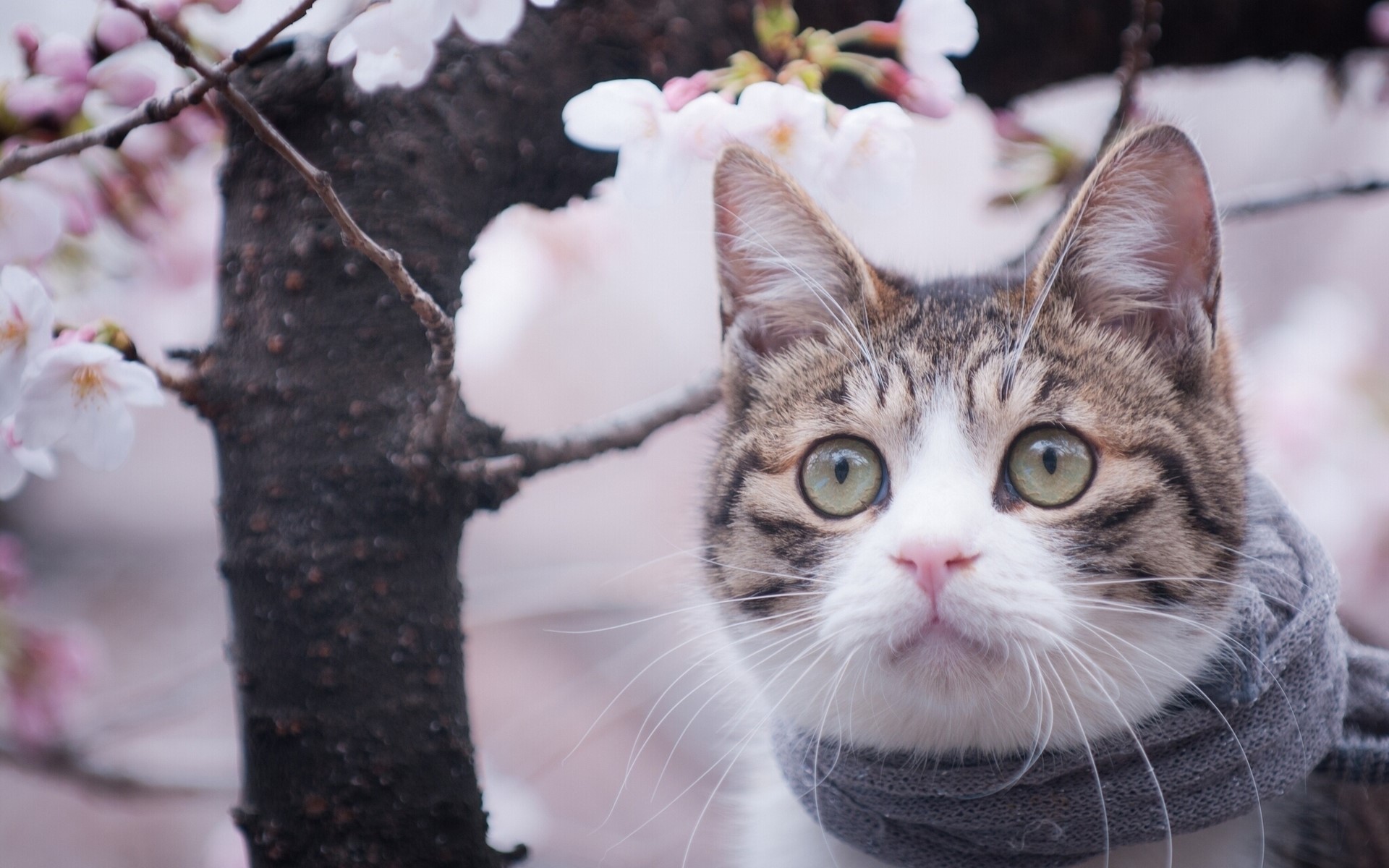 Tabby cat with green eyes and scarf near cherry blossoms HD Wallpaper