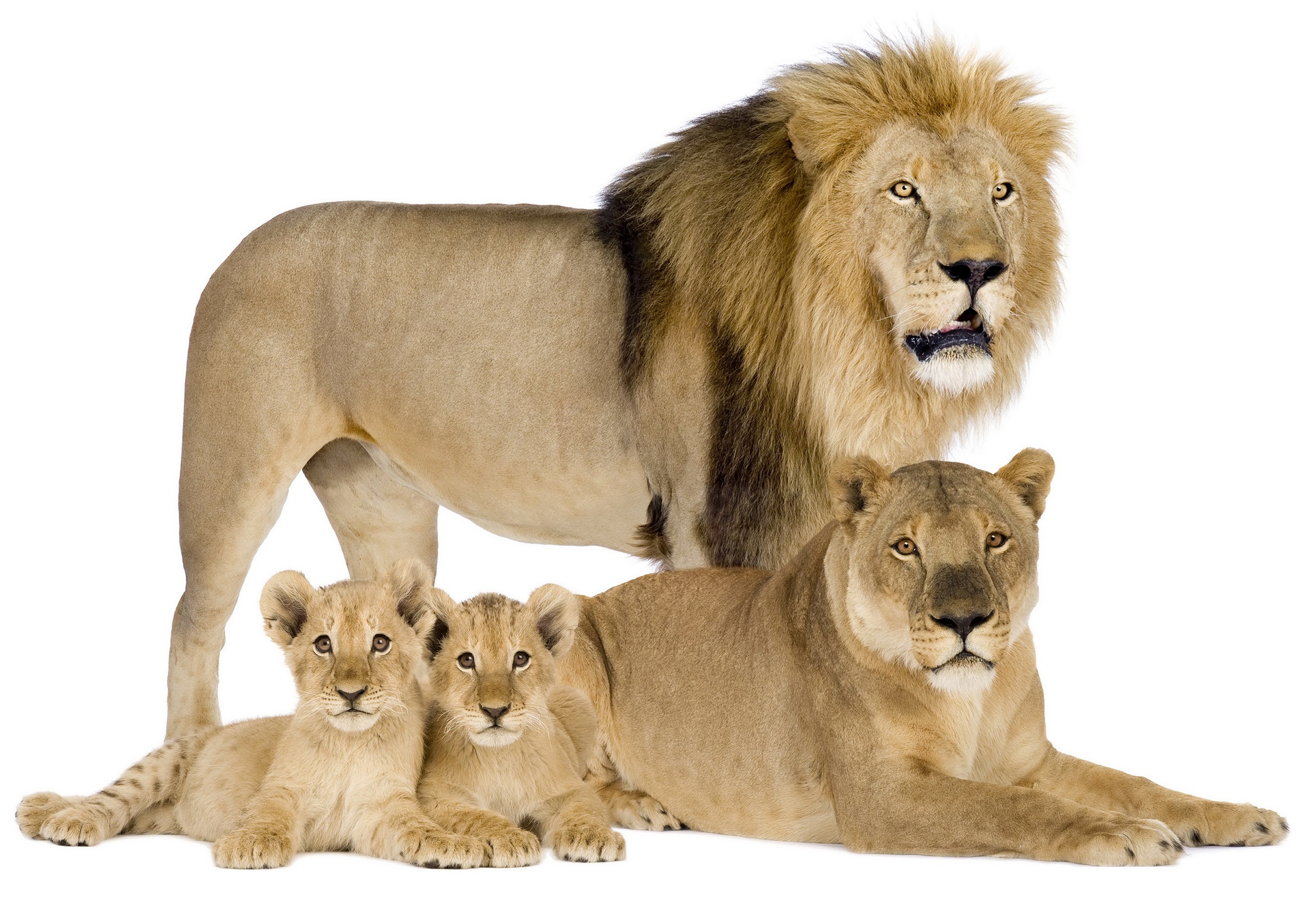 Male lion, lioness, and two cubs HD Wallpaper