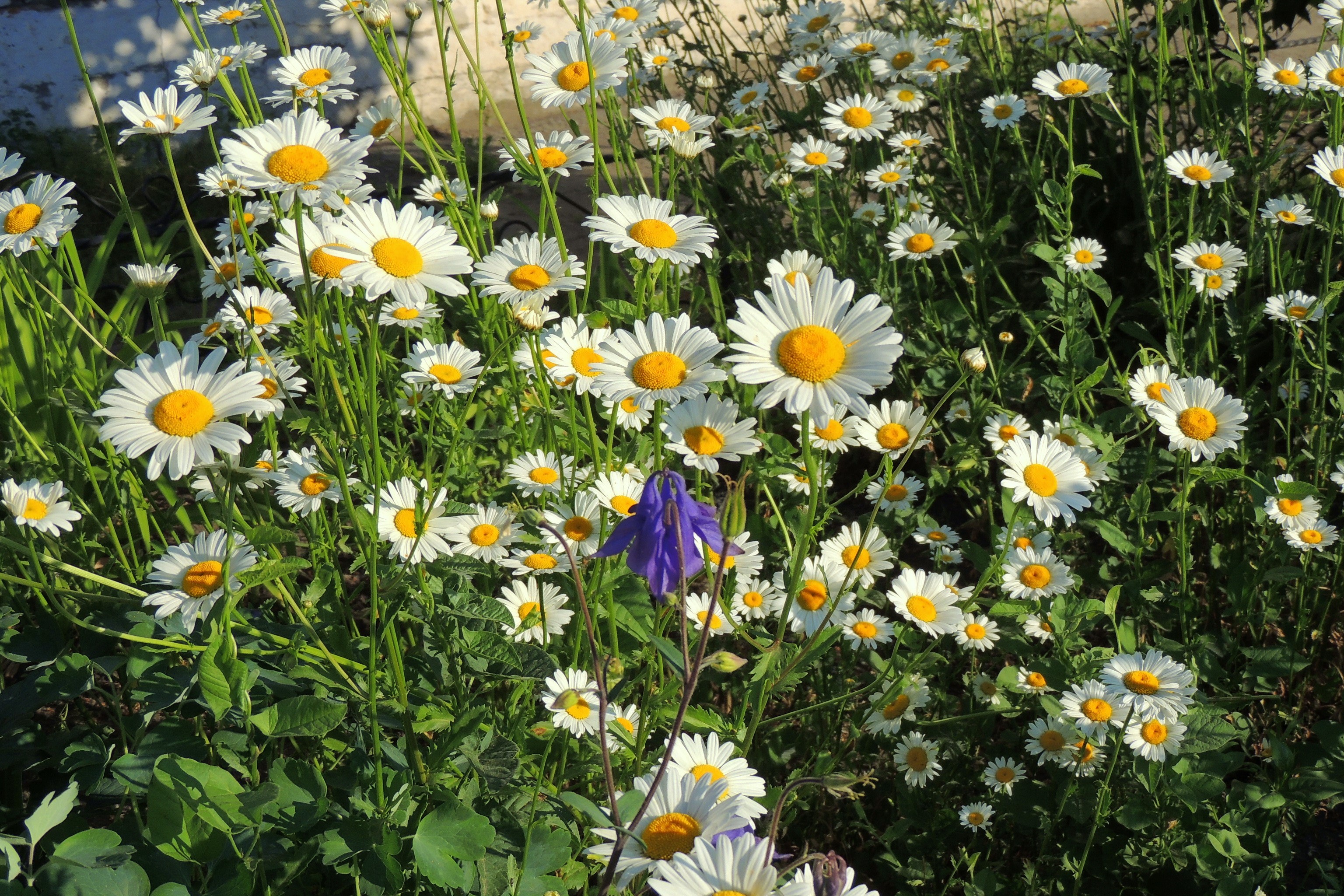 Field of white daisies with a purple flower HD Wallpaper