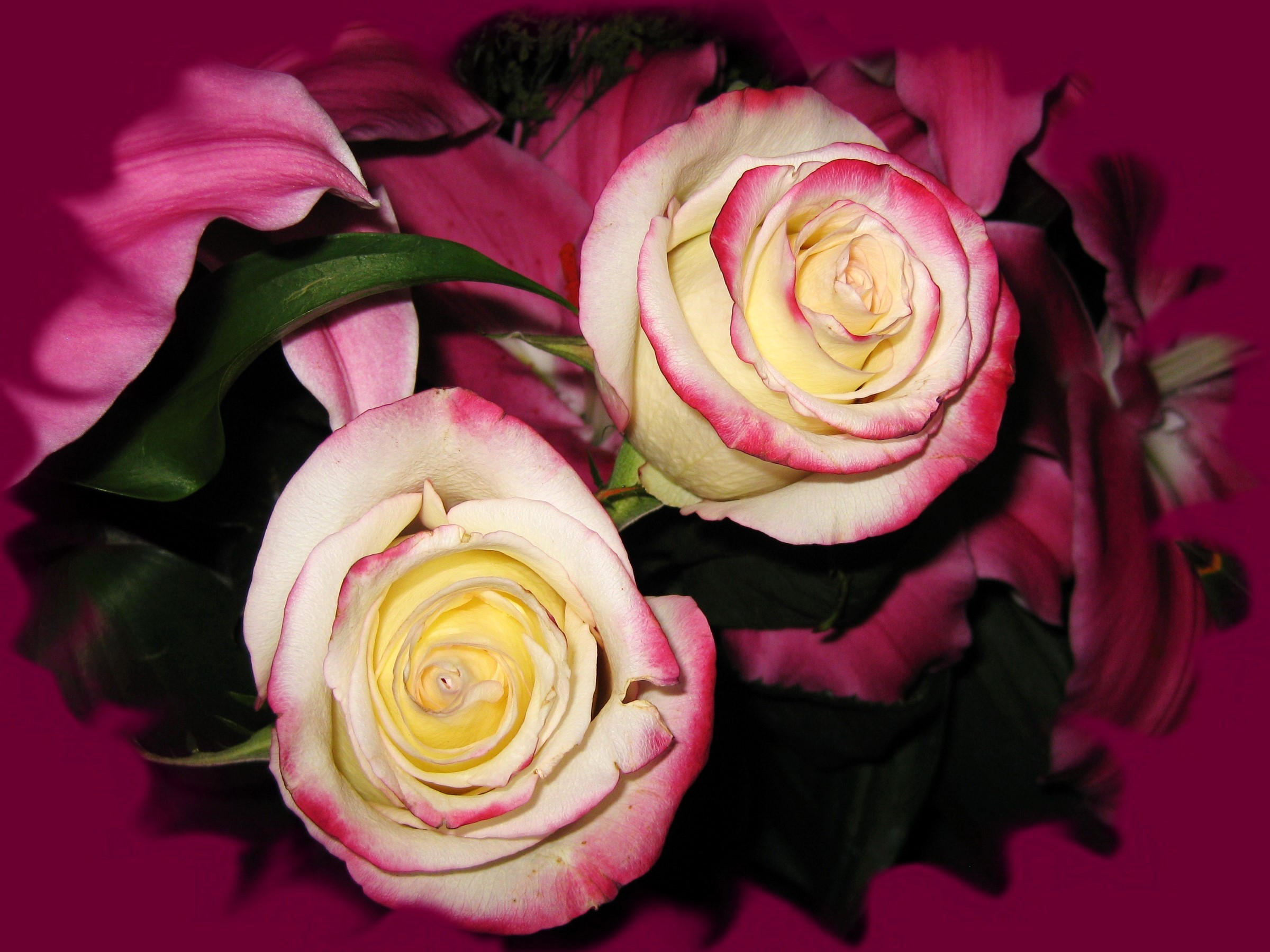 Two bicolor roses in a bouquet HD Wallpaper