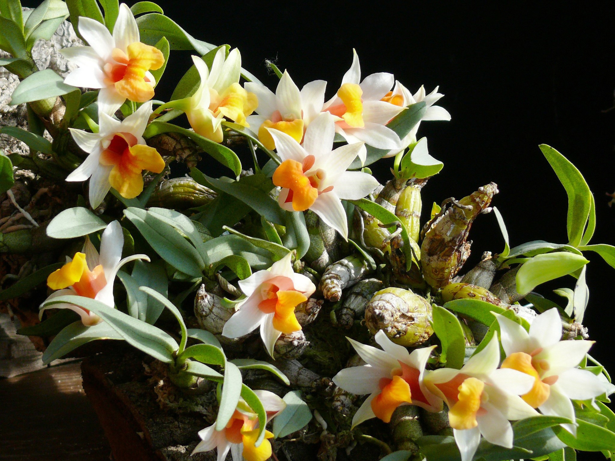 Close-up of white and orange orchids HD Wallpaper