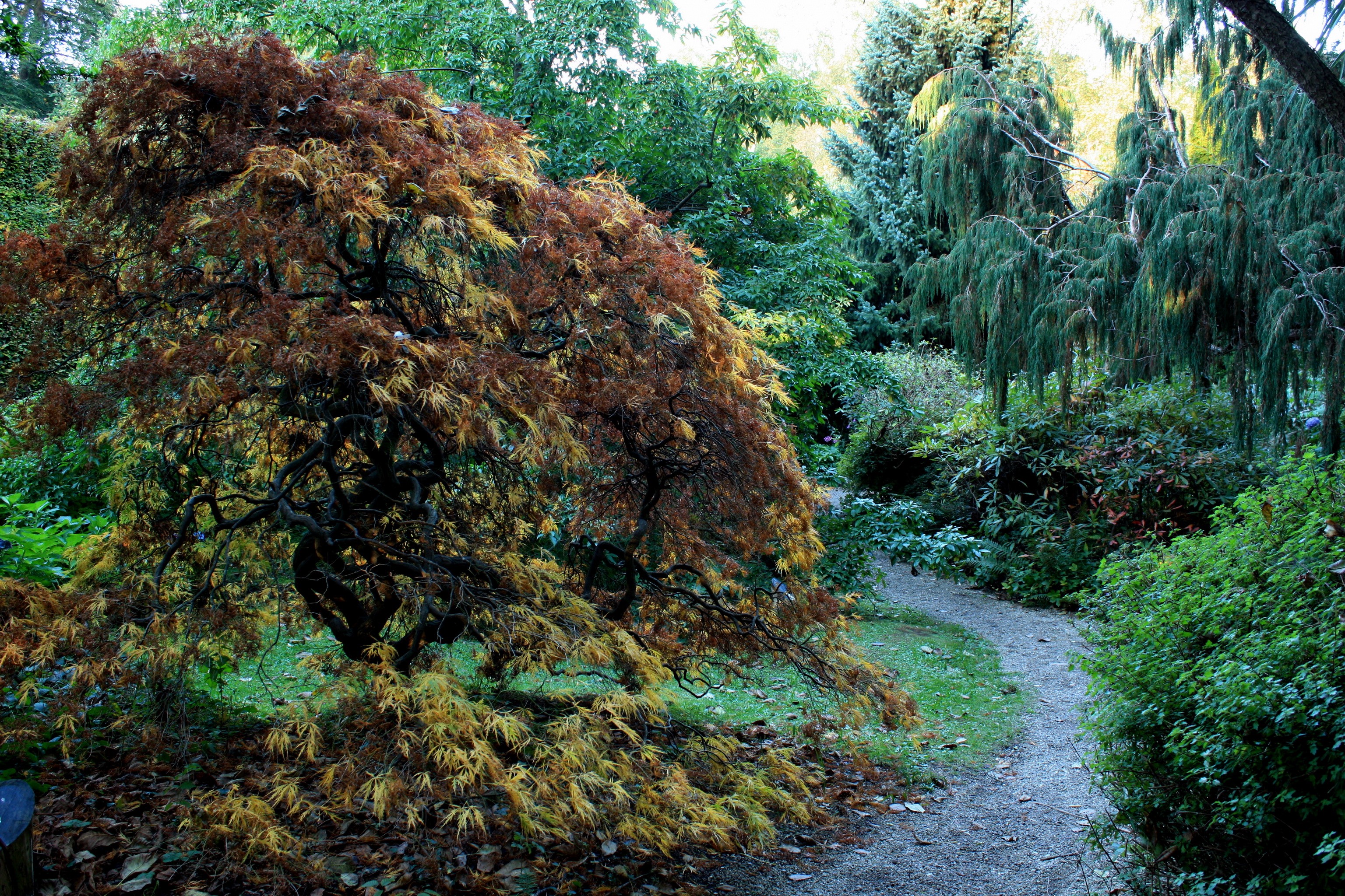 Autumn Japanese Maple Tree in a Garden HD Wallpaper