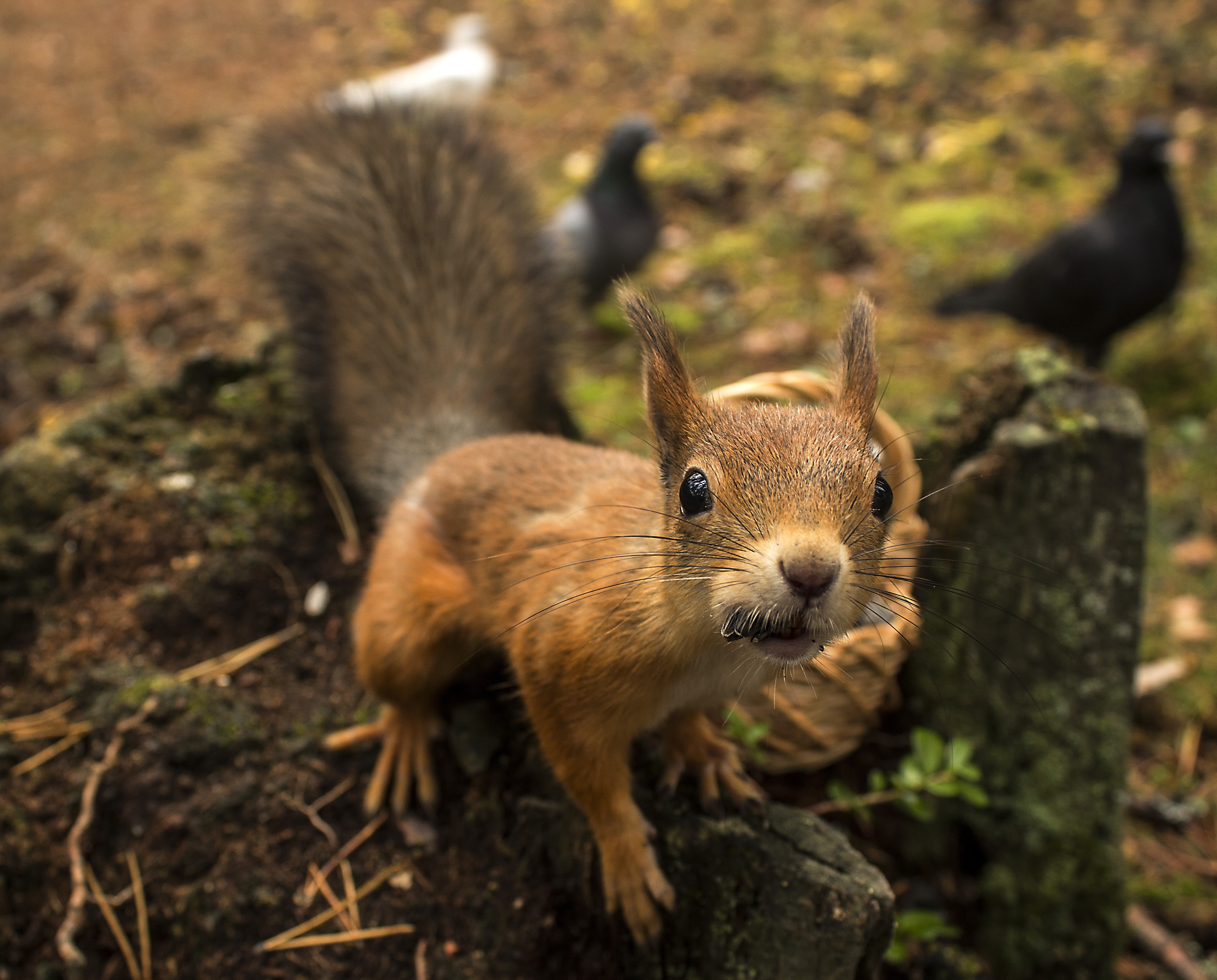 Squirrel and birds in a forest HD Wallpaper
