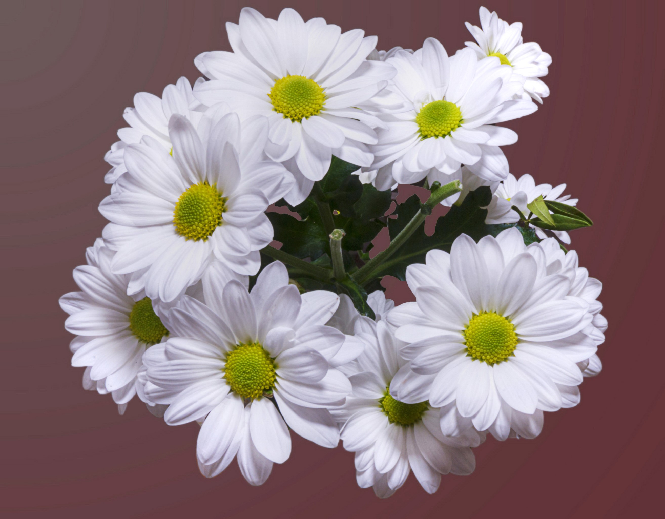 Bouquet of white chrysanthemums with green centers HD Wallpaper