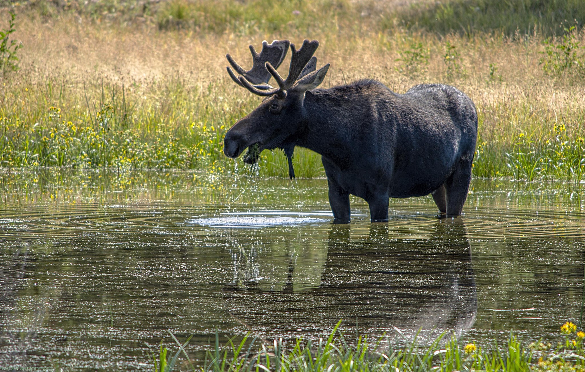 Moose standing in water with tall grass background HD Wallpaper