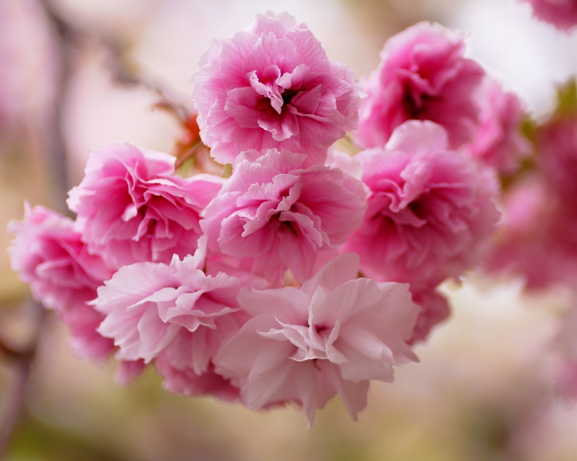 Pink Cherry Blossoms on a Branch HD Wallpaper