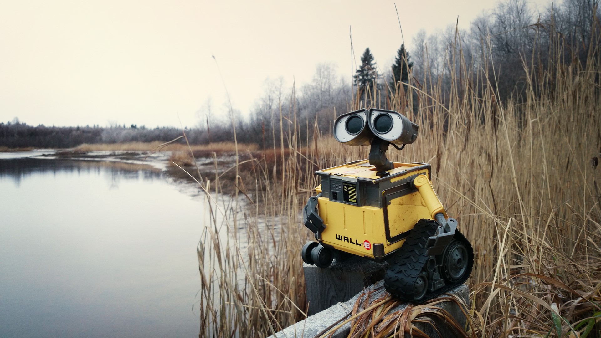 WALL·E toy by a lake with reeds HD Wallpaper