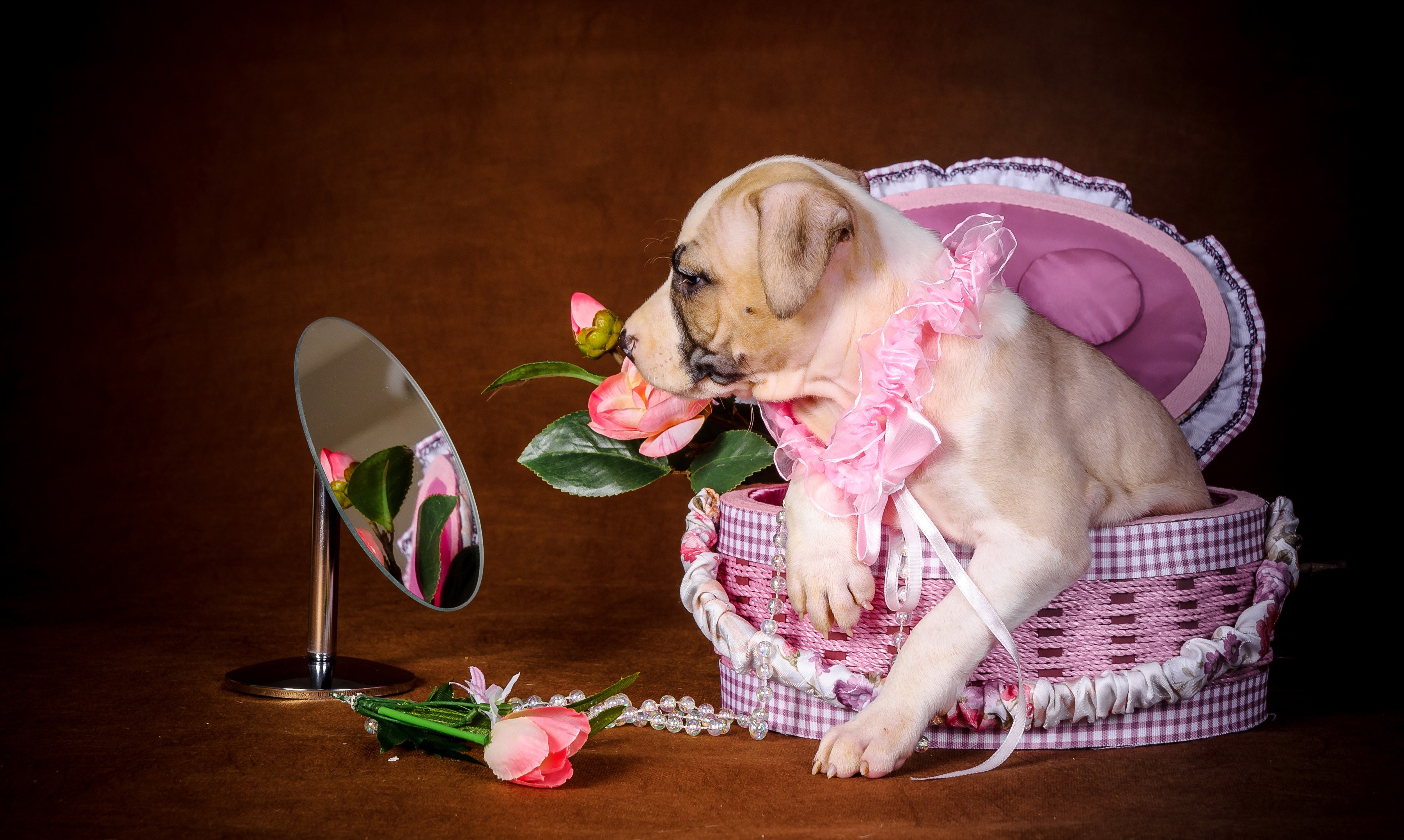 Puppy in a basket with flowers and a mirror HD Wallpaper