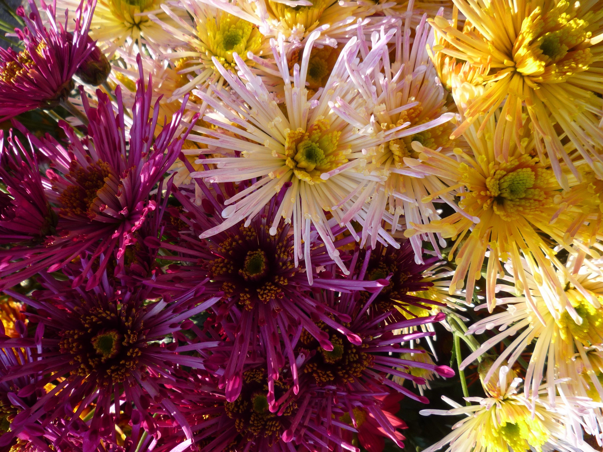 Close-up of wine-colored and yellow chrysanthemums HD Wallpaper
