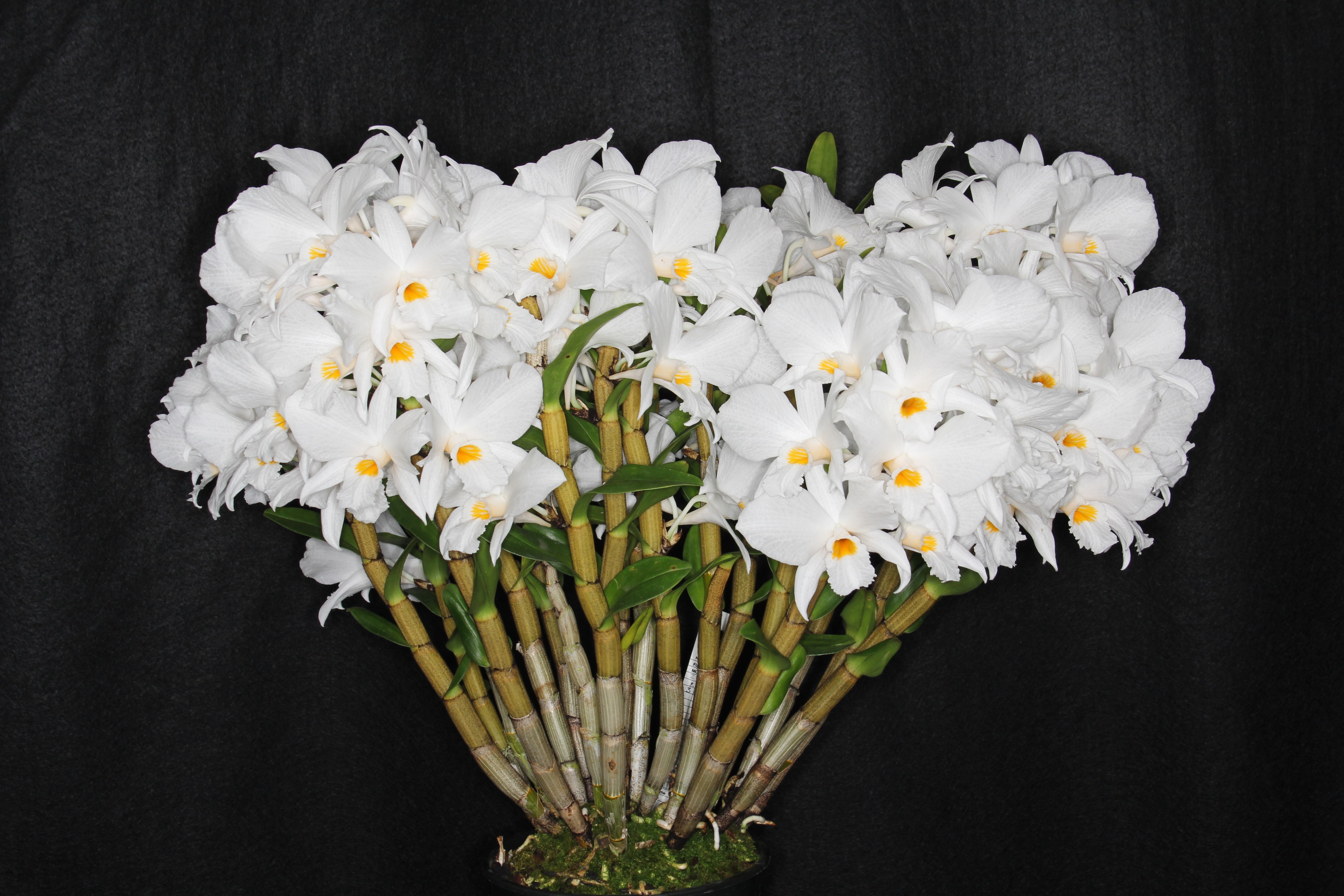 White Orchid flowers HD Wallpaper