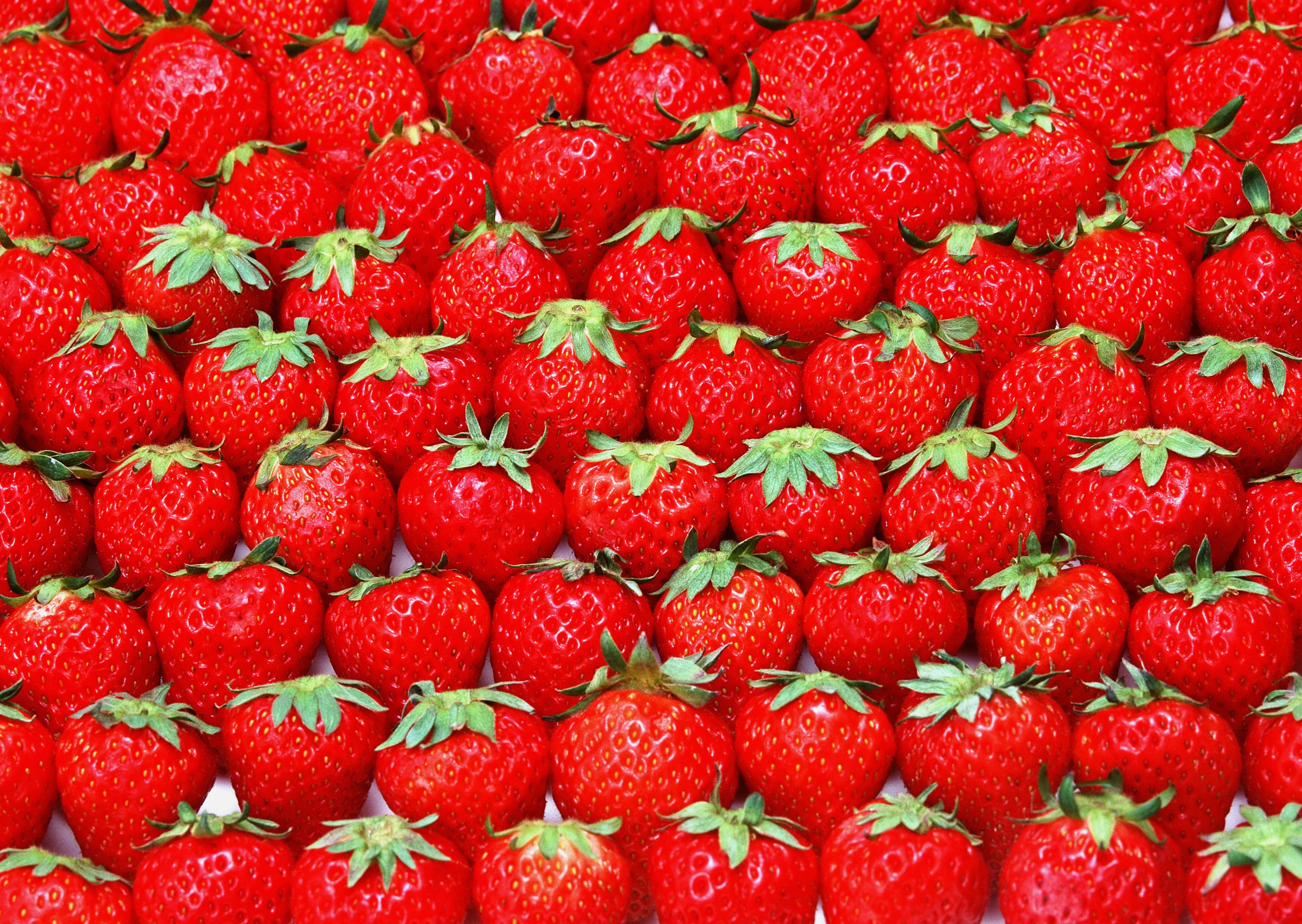 A close-up view of many ripe strawberries HD Wallpaper
