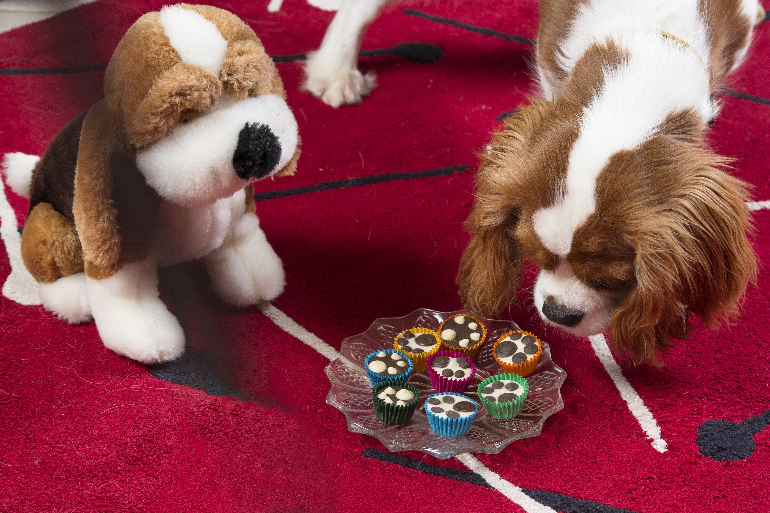 King Charles Spaniel and teddy bear with cupcakes HD Wallpaper