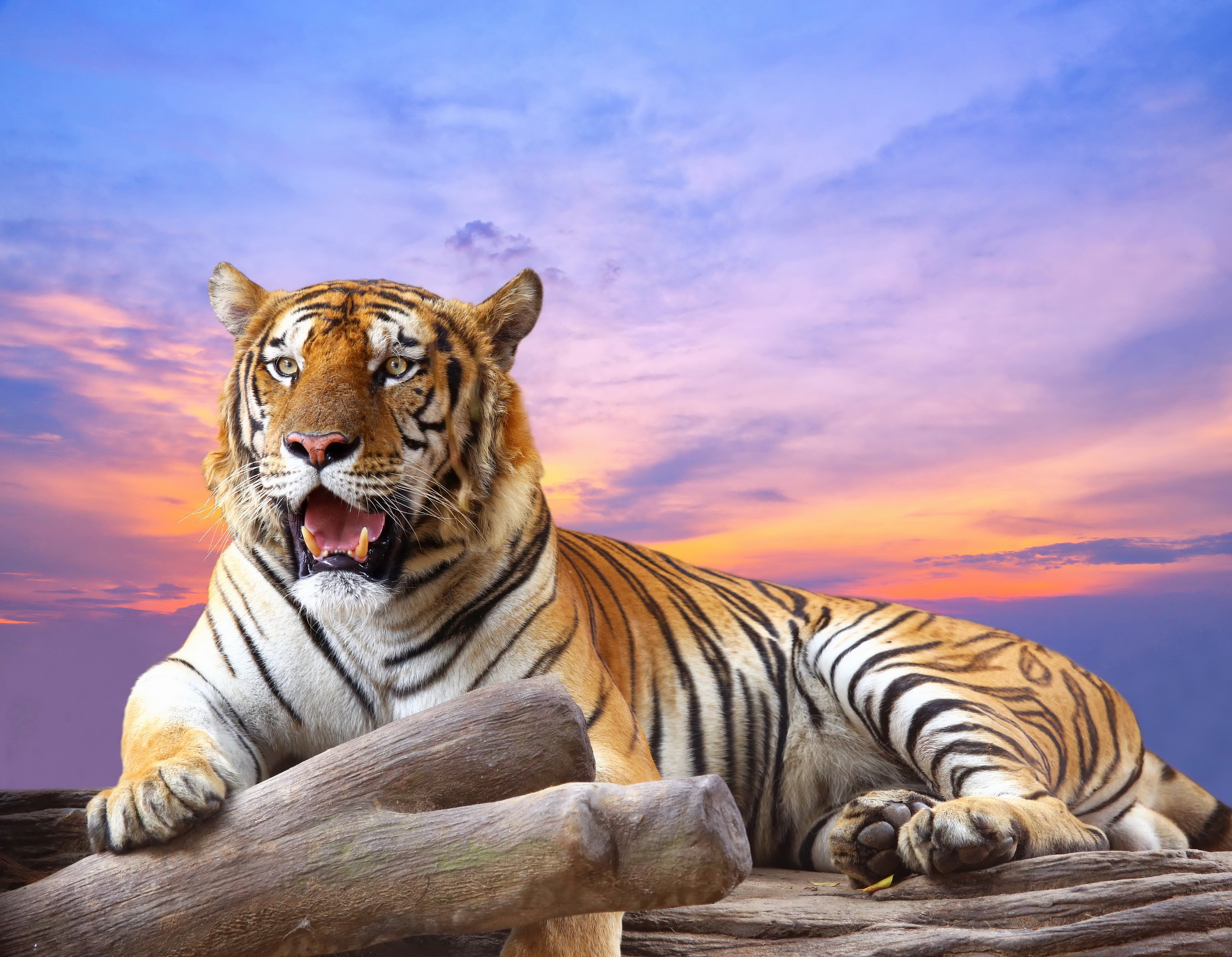 Tiger resting on logs at sunset HD Wallpaper