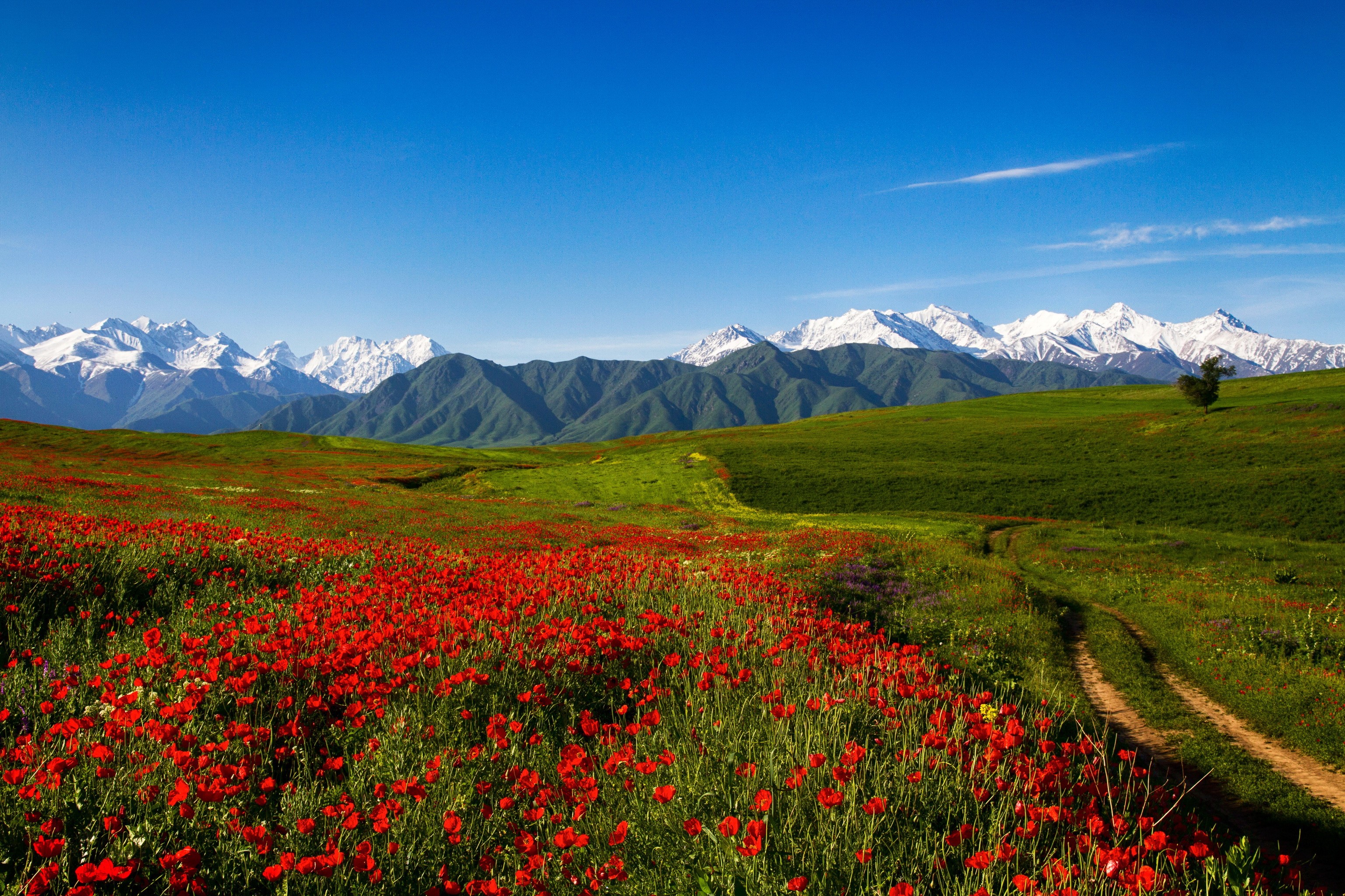 Field of poppies with snow-capped mountains in the background HD Wallpaper