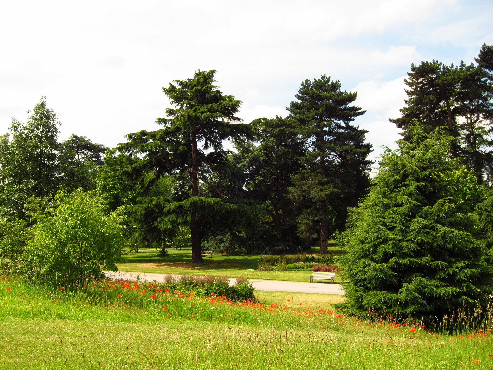 Park with trees and red flowers in Richmond, England HD Wallpaper