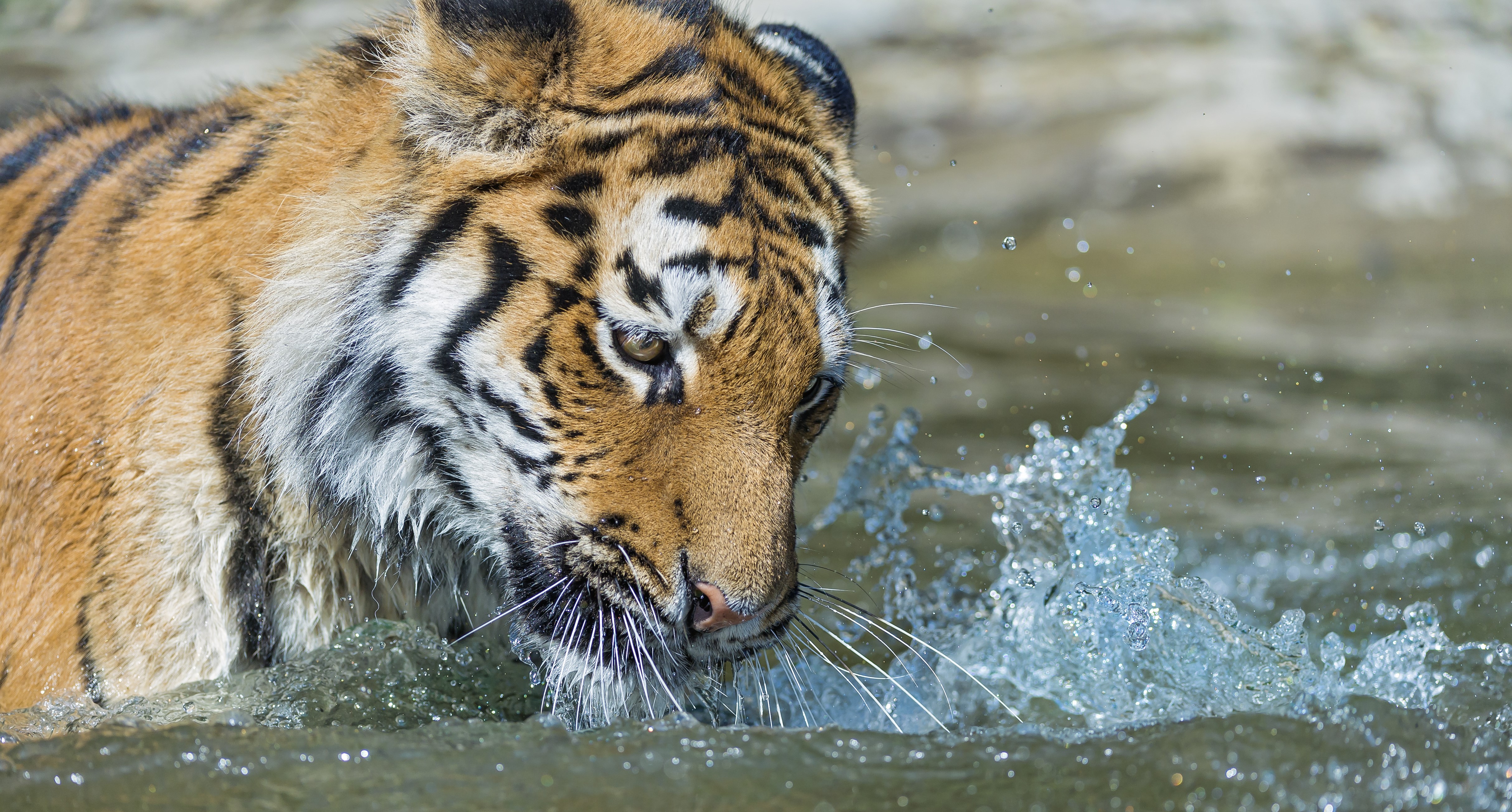 Tiger in Water HD Wallpaper