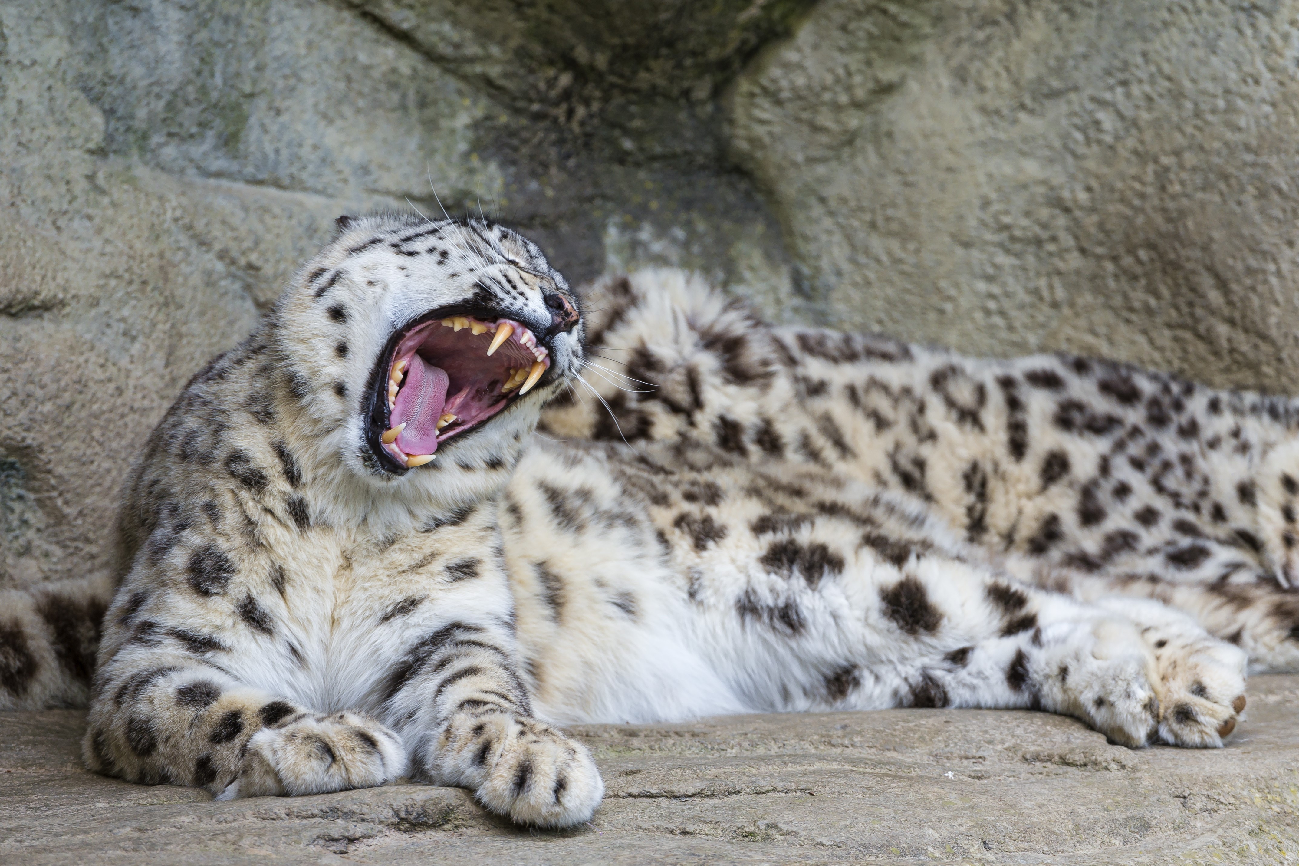 4K Snow Leopard Yawning HD Wallpaper