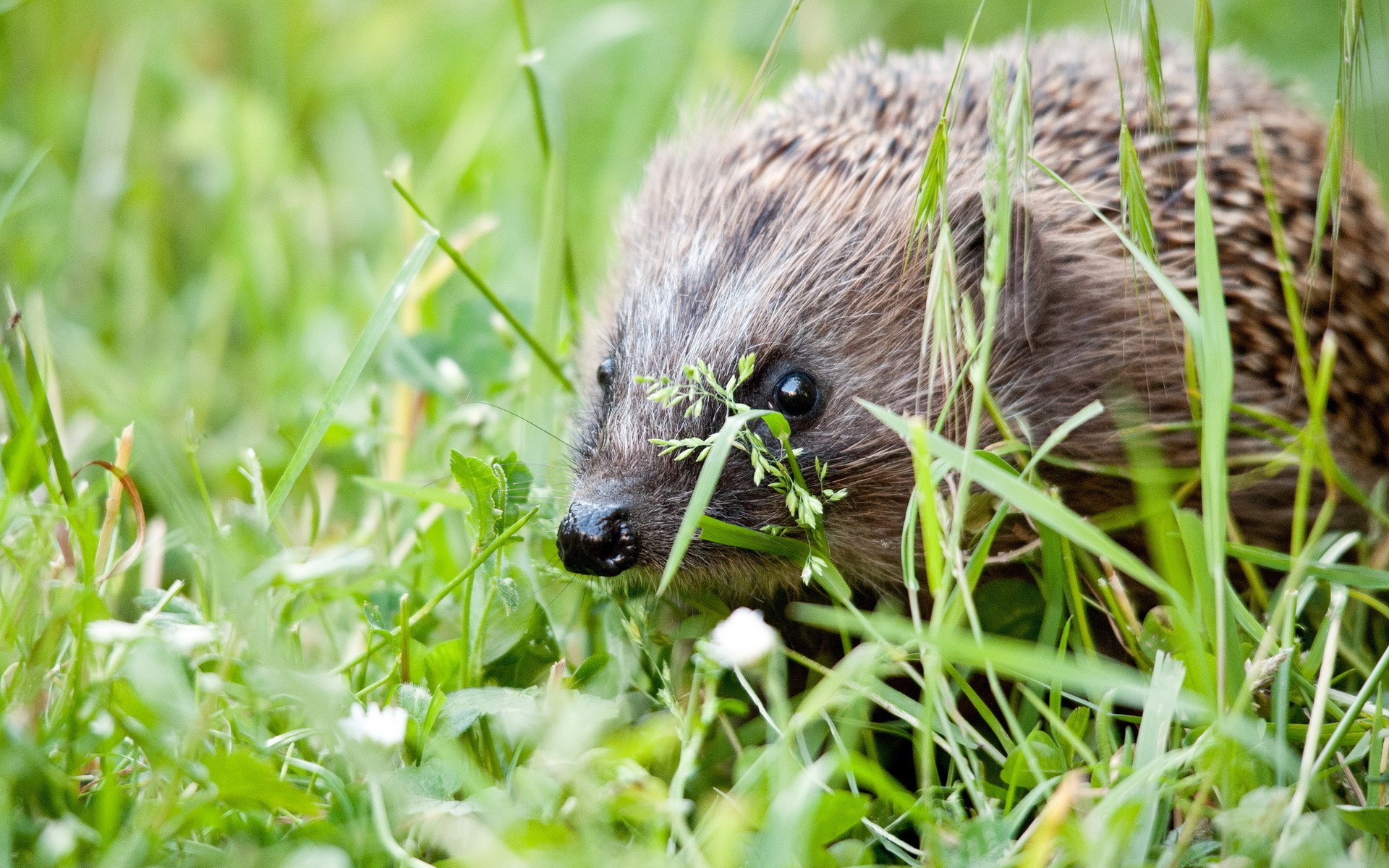 Hedgehog in green grass HD Wallpaper