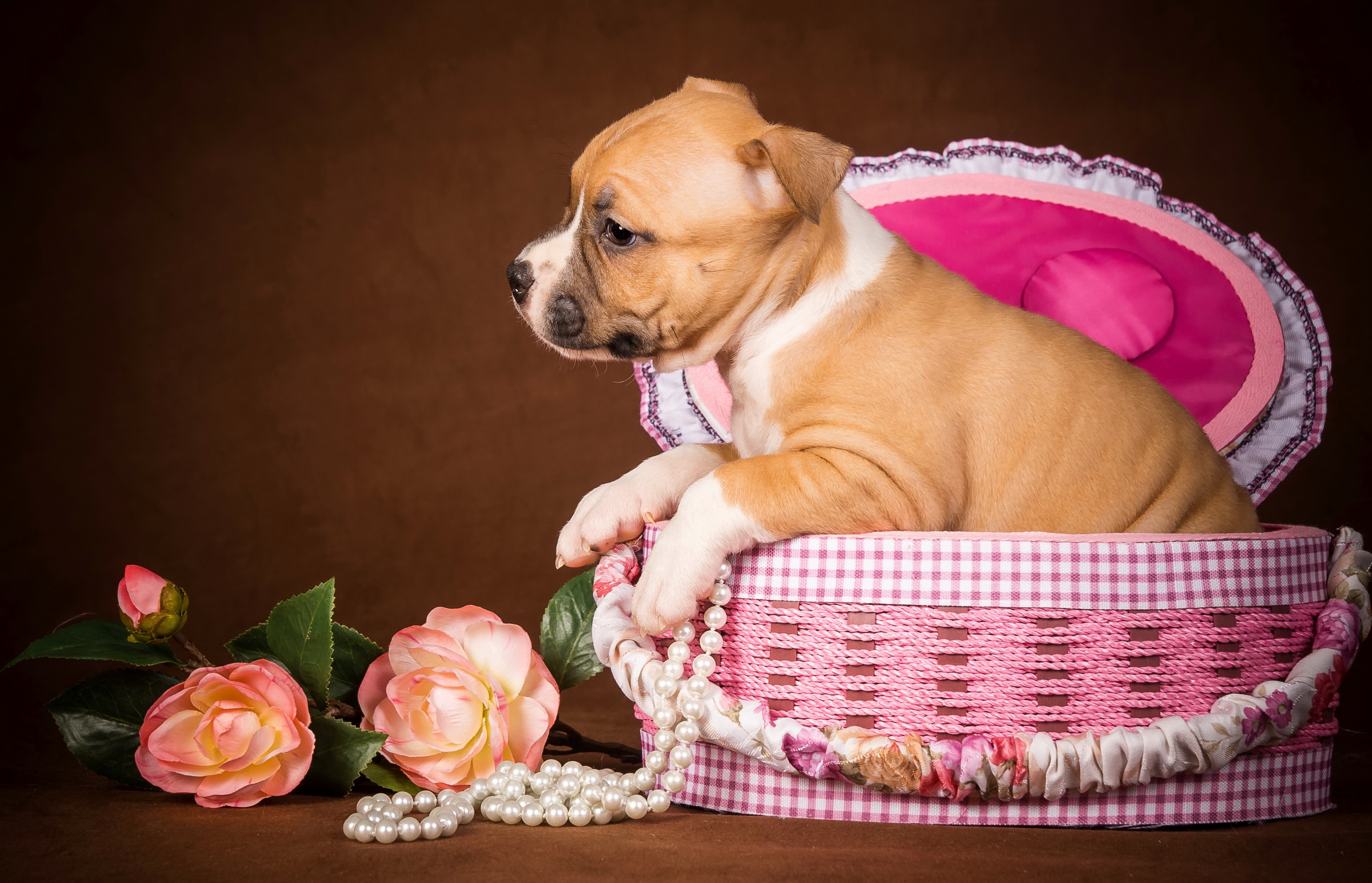 Puppy in a basket with roses and pearls HD Wallpaper