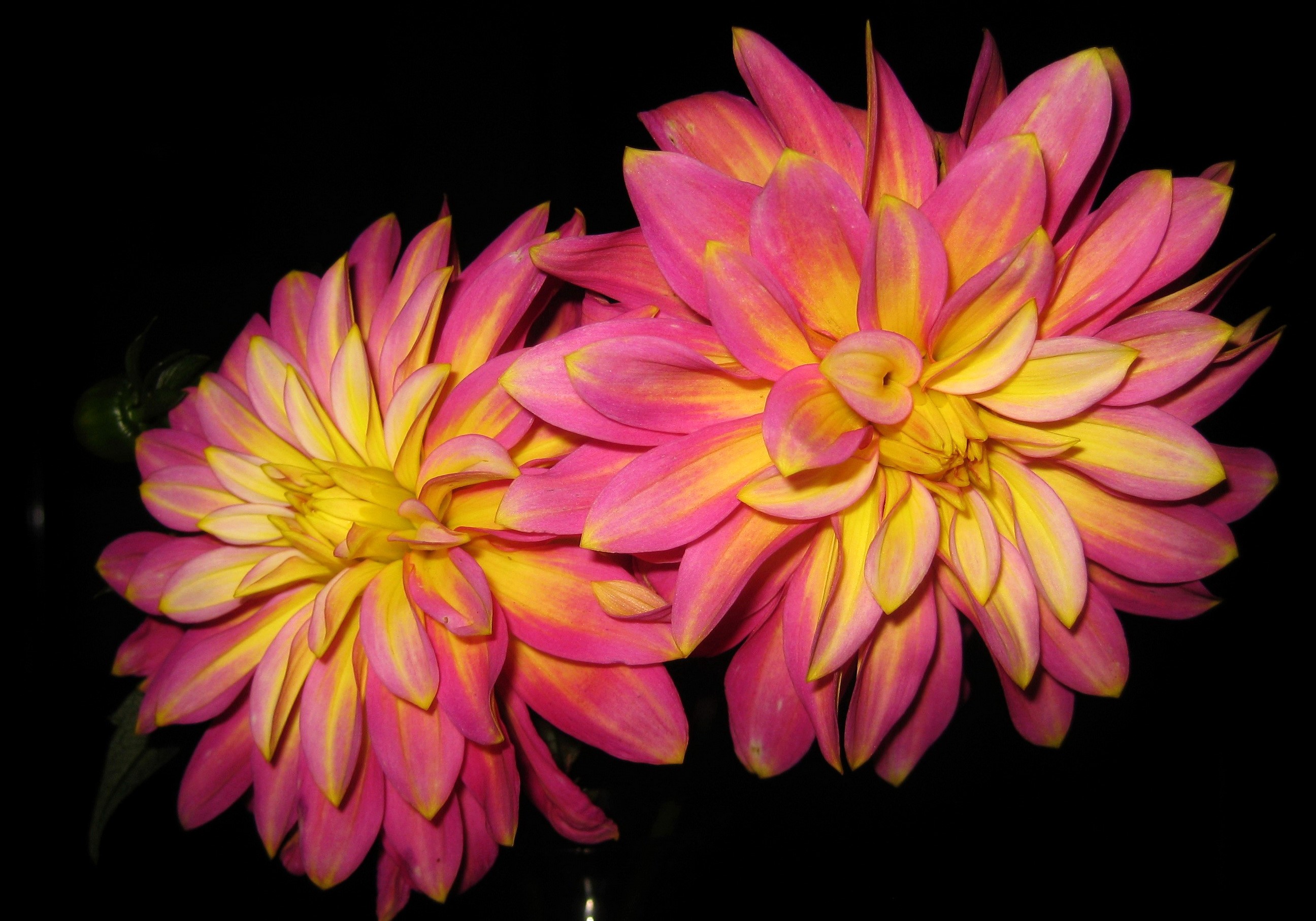 Two pink and yellow dahlias on a black background HD Wallpaper