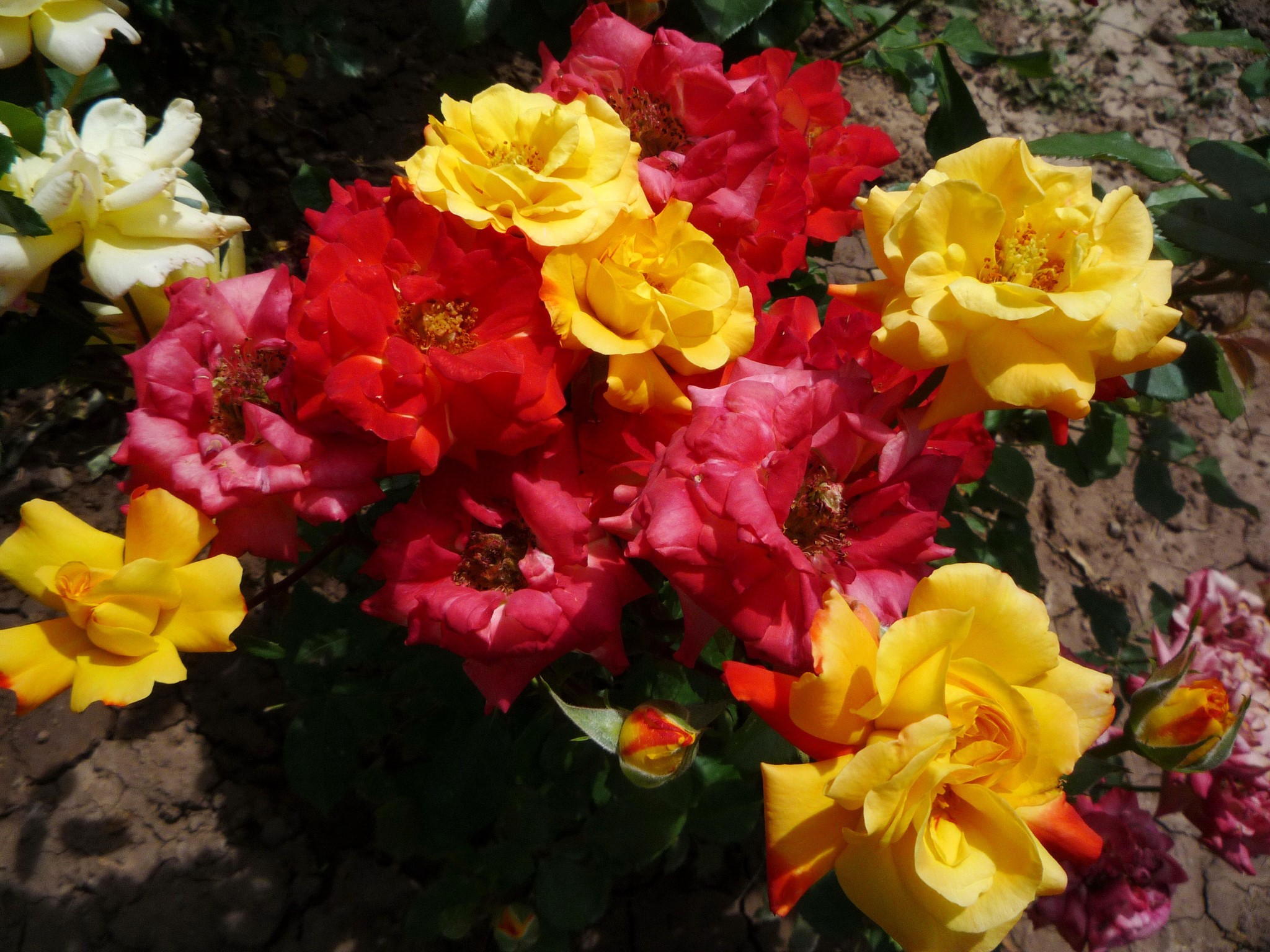 Red and yellow roses in a garden HD Wallpaper