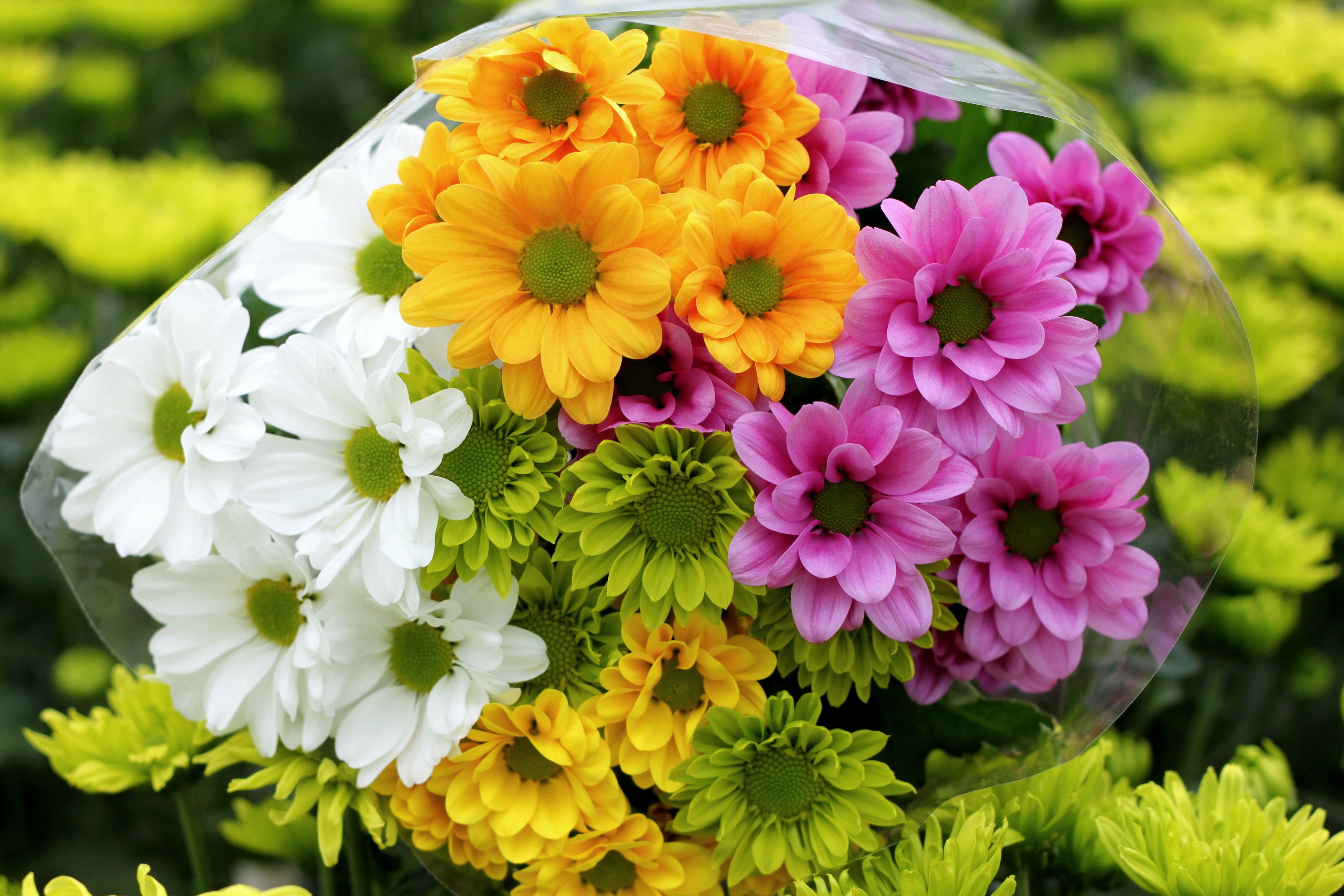 Bouquet of Chrysanthemums in various colors HD Wallpaper