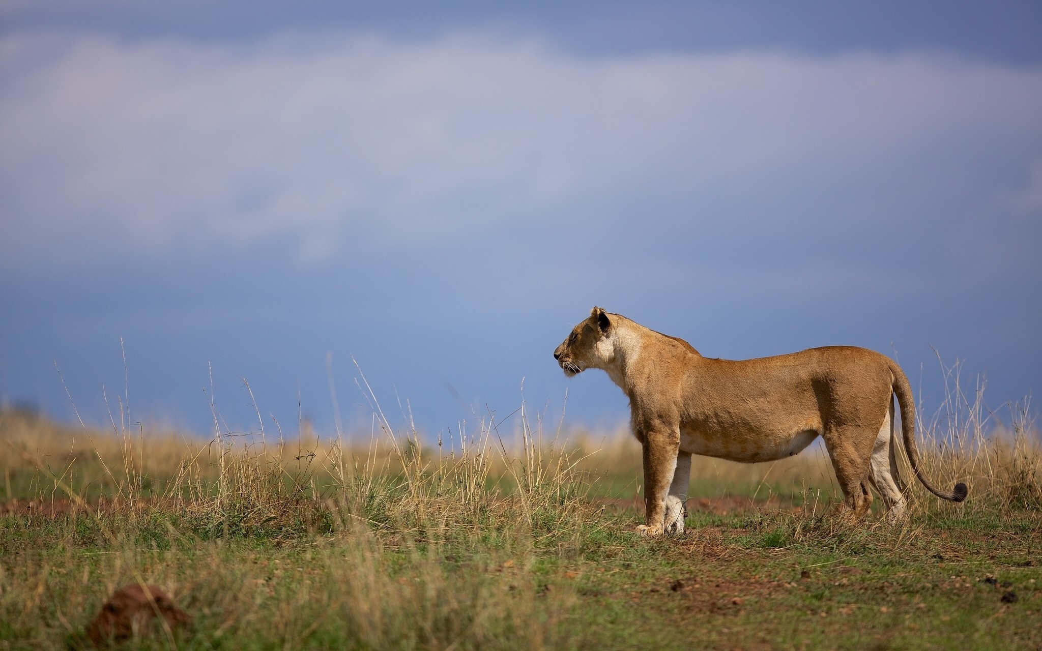 Lioness standing in tall grass under a cloudy sky HD Wallpaper